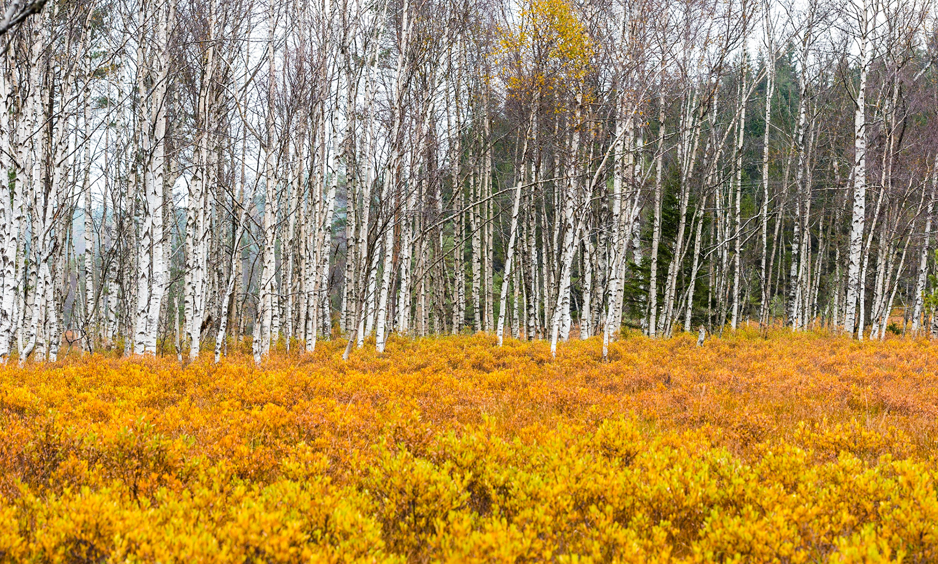 <a href="http://instagram.com/larseriknes">Follow me on Instagram</a>