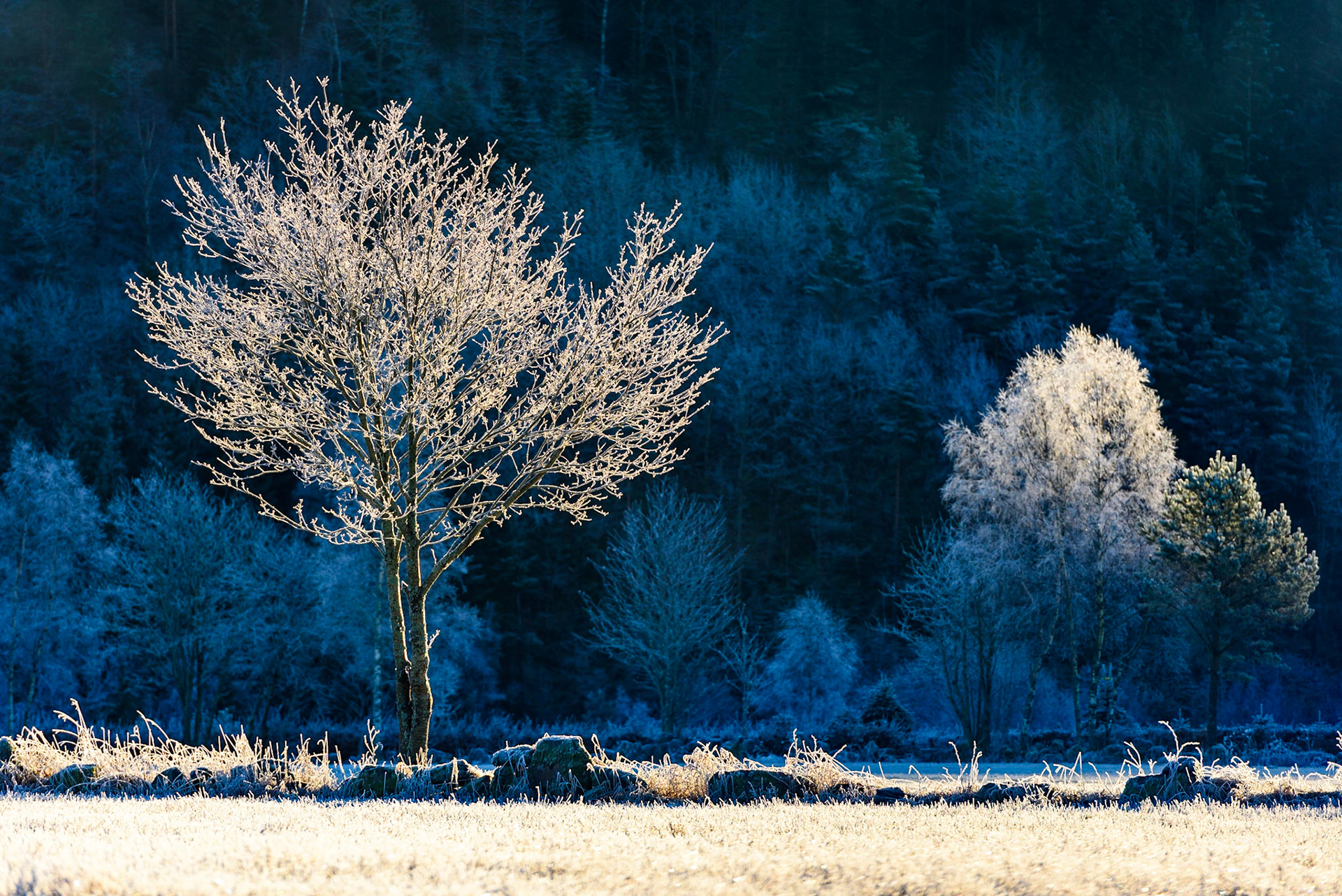 A beautiful frosty morning in South Norway