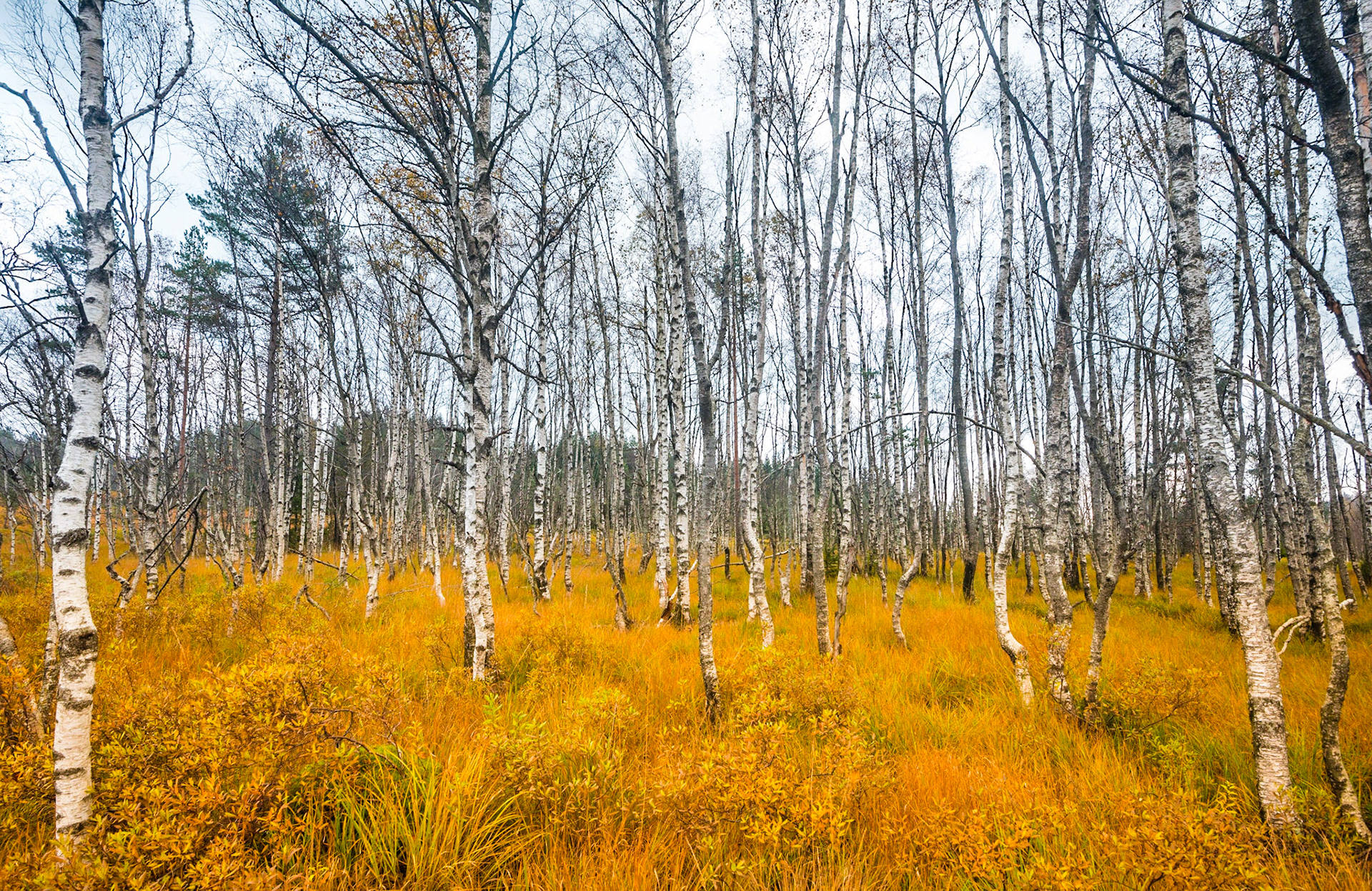 Autumn is here.<a href="http://instagram.com/larseriknes">Follow me on Instagram</a>