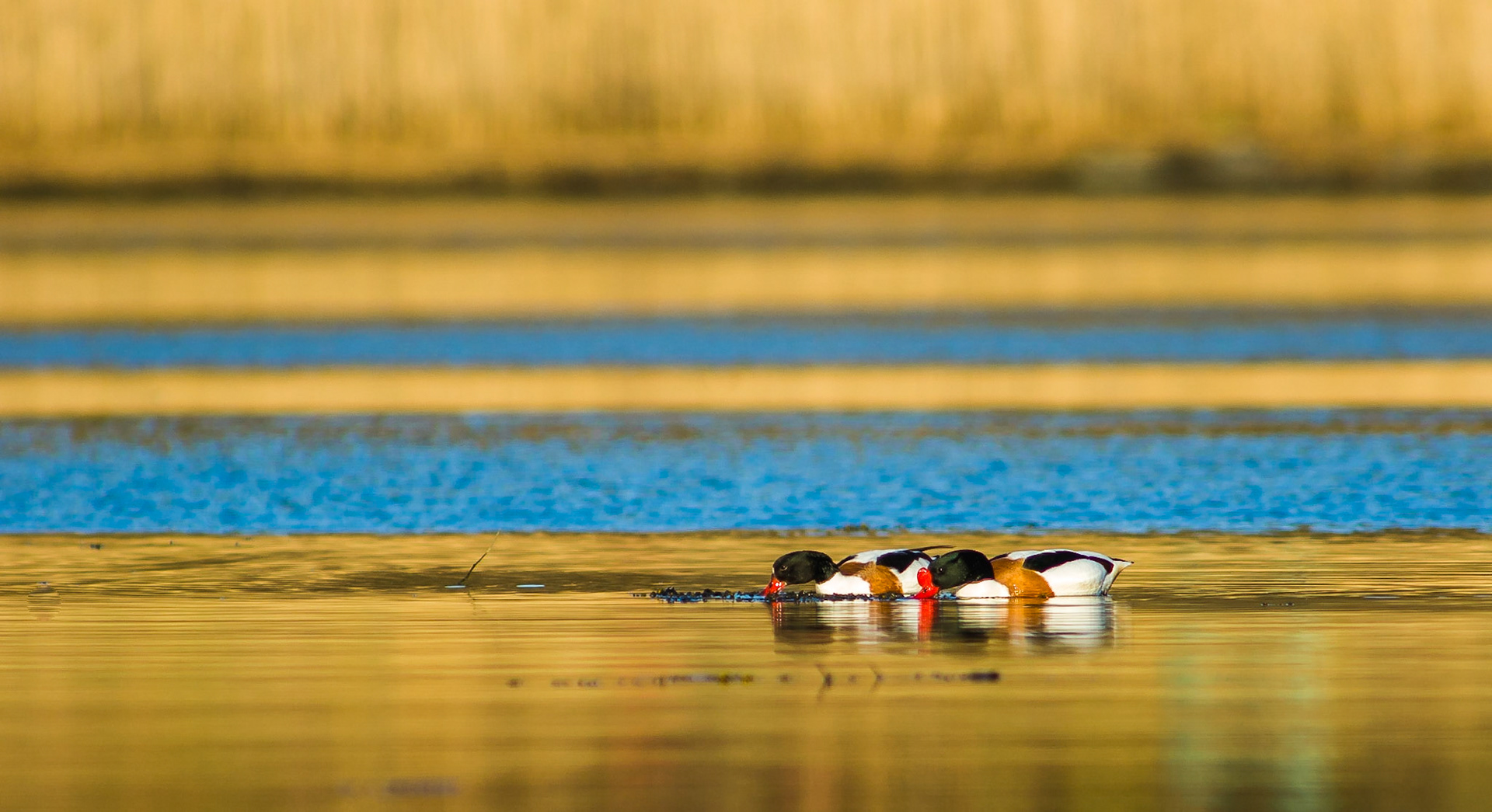 Gravender i kjosbukta