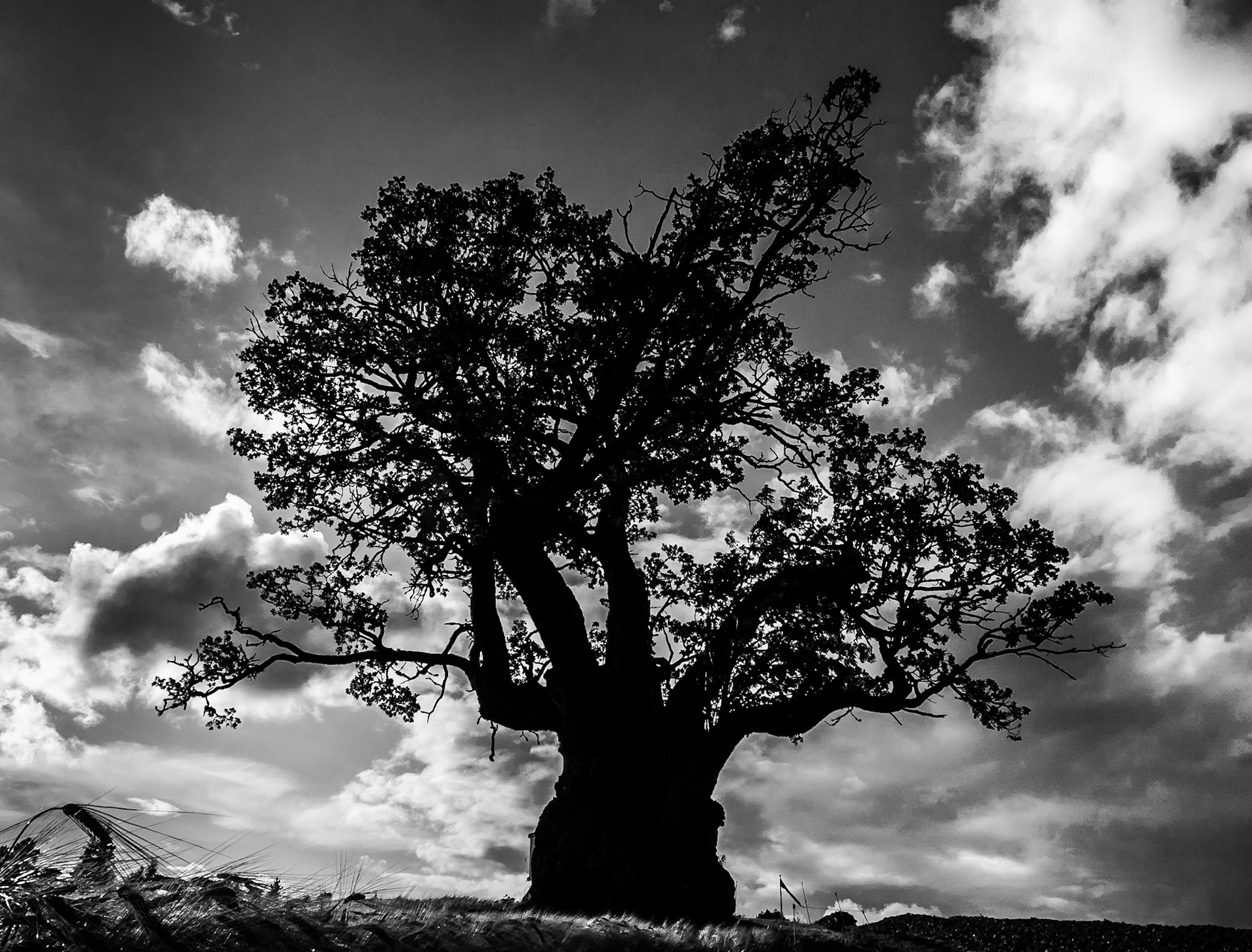 Mollestad eika at Birkeland. This oak is over 1000 years old. Repost in bw