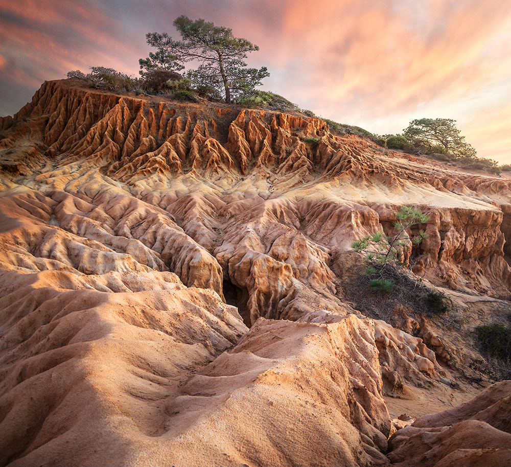 Torrey Pines State Reserve