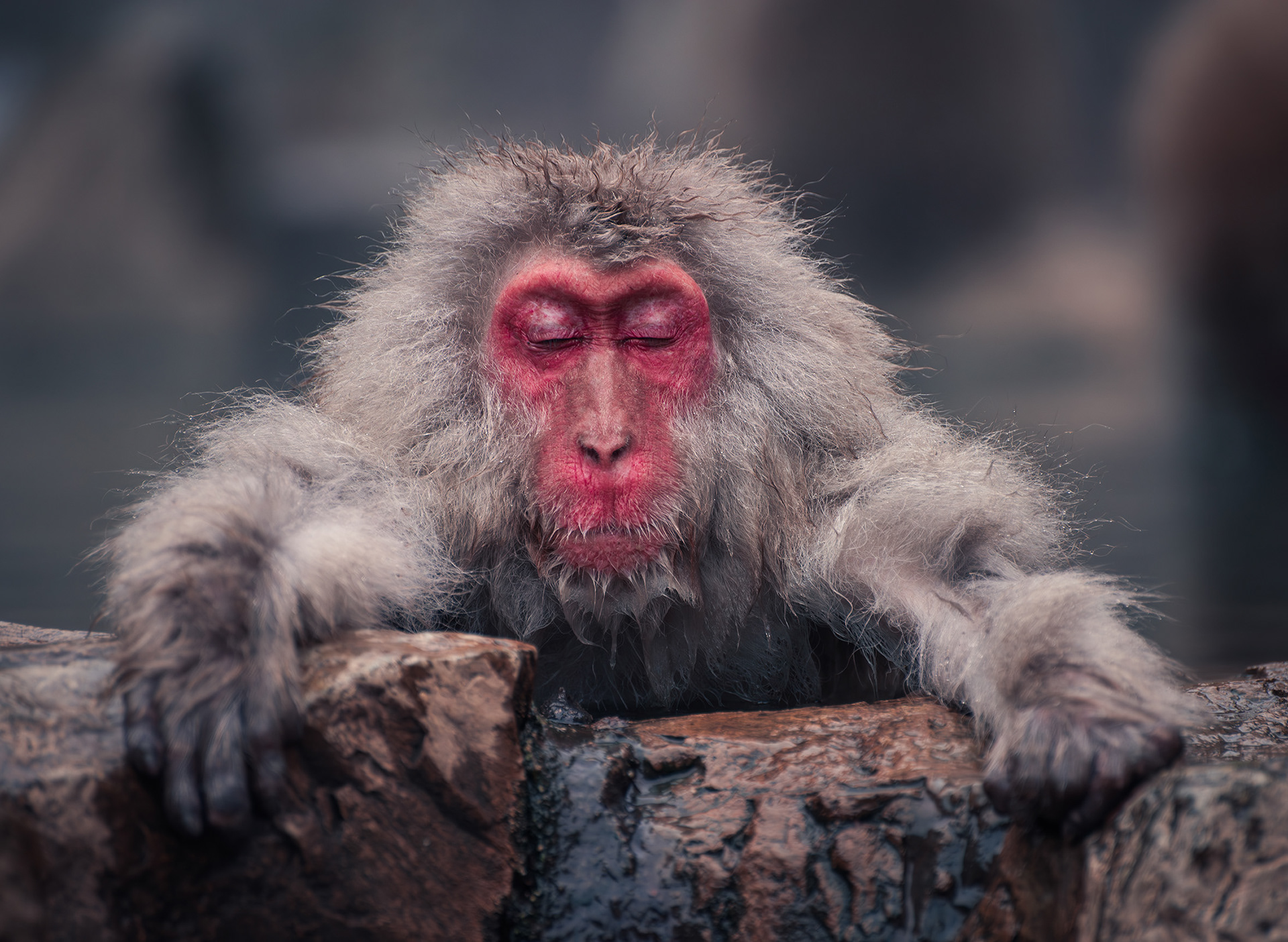 Snow Monkey