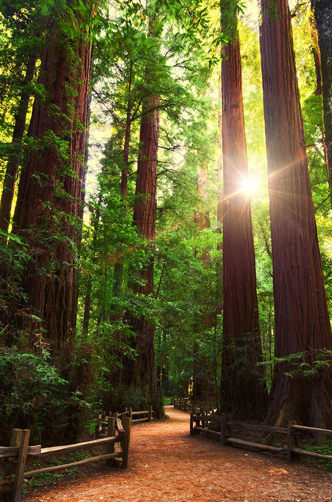 Redwood Forest