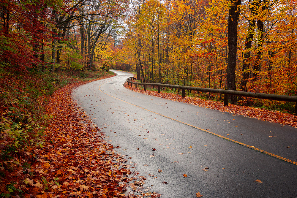 Autumn Road