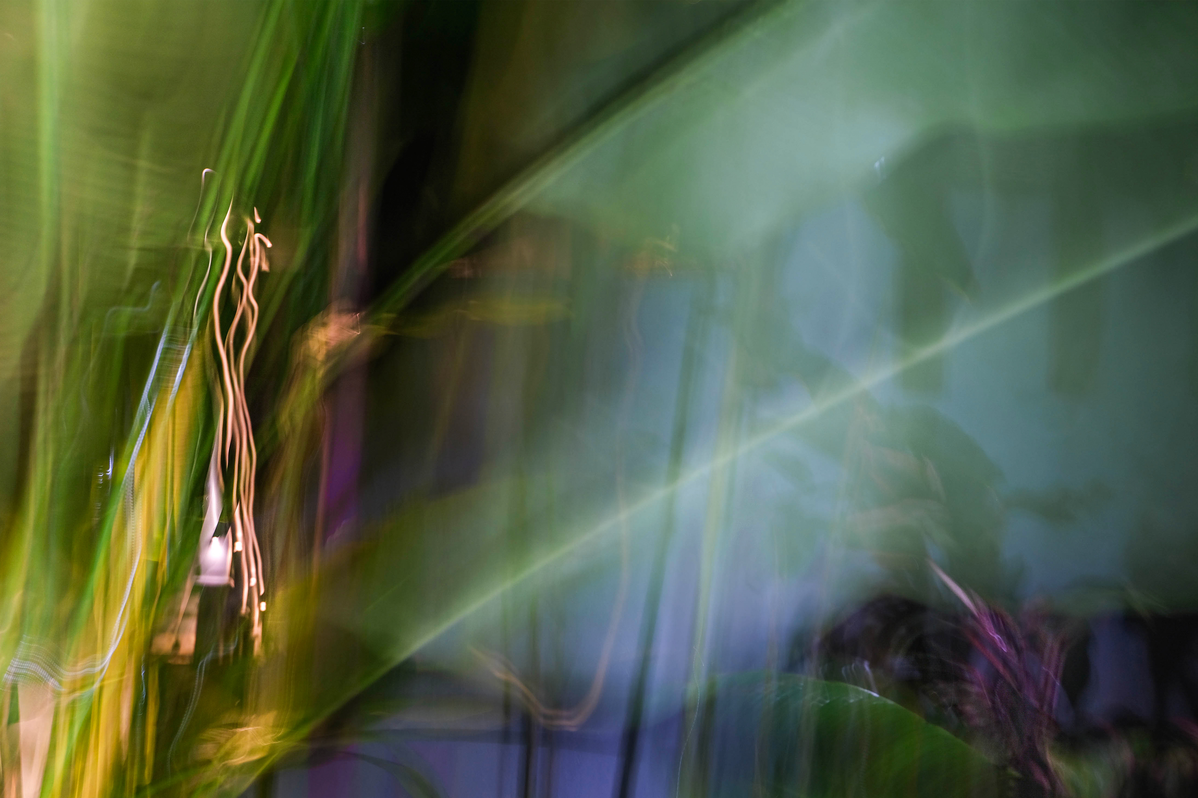 Tropical Jardín en La Noche