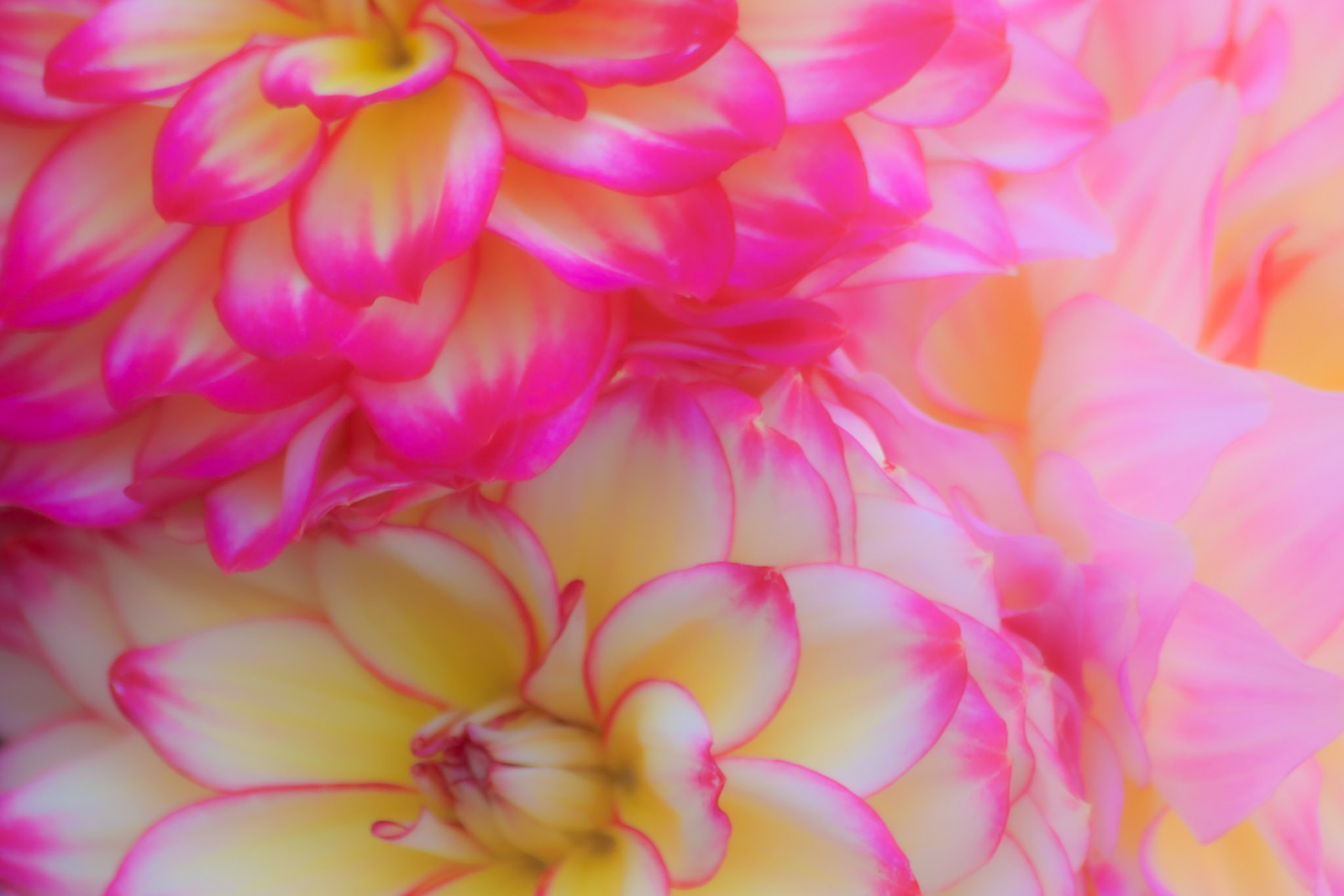 Dahlia 2