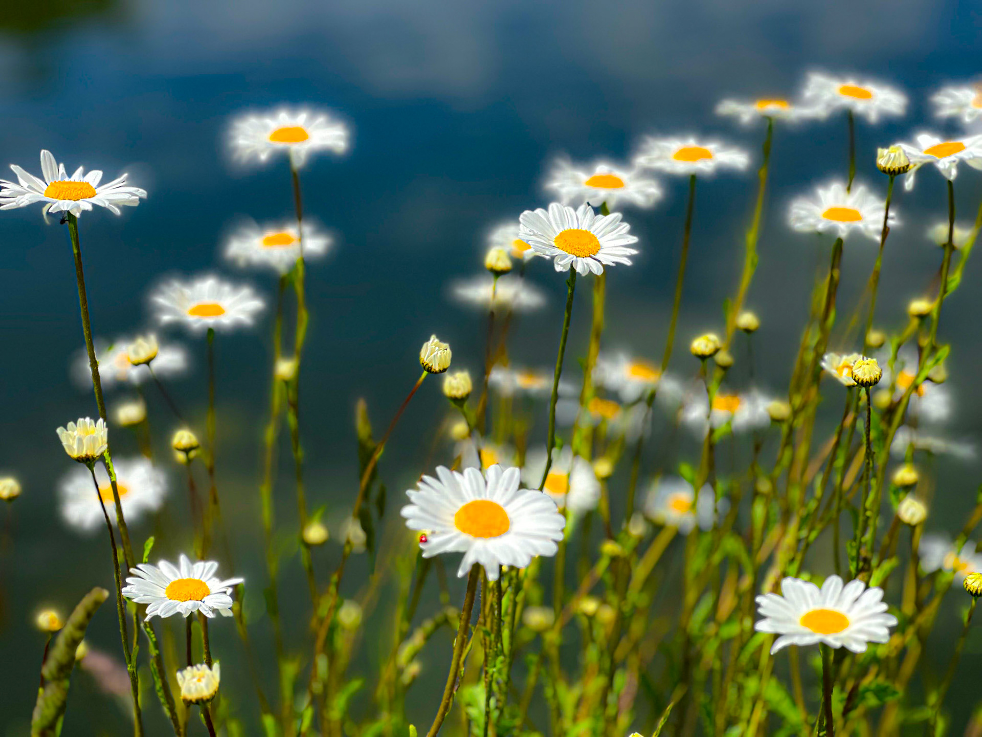 099. Oxeye Daisies growing wild.