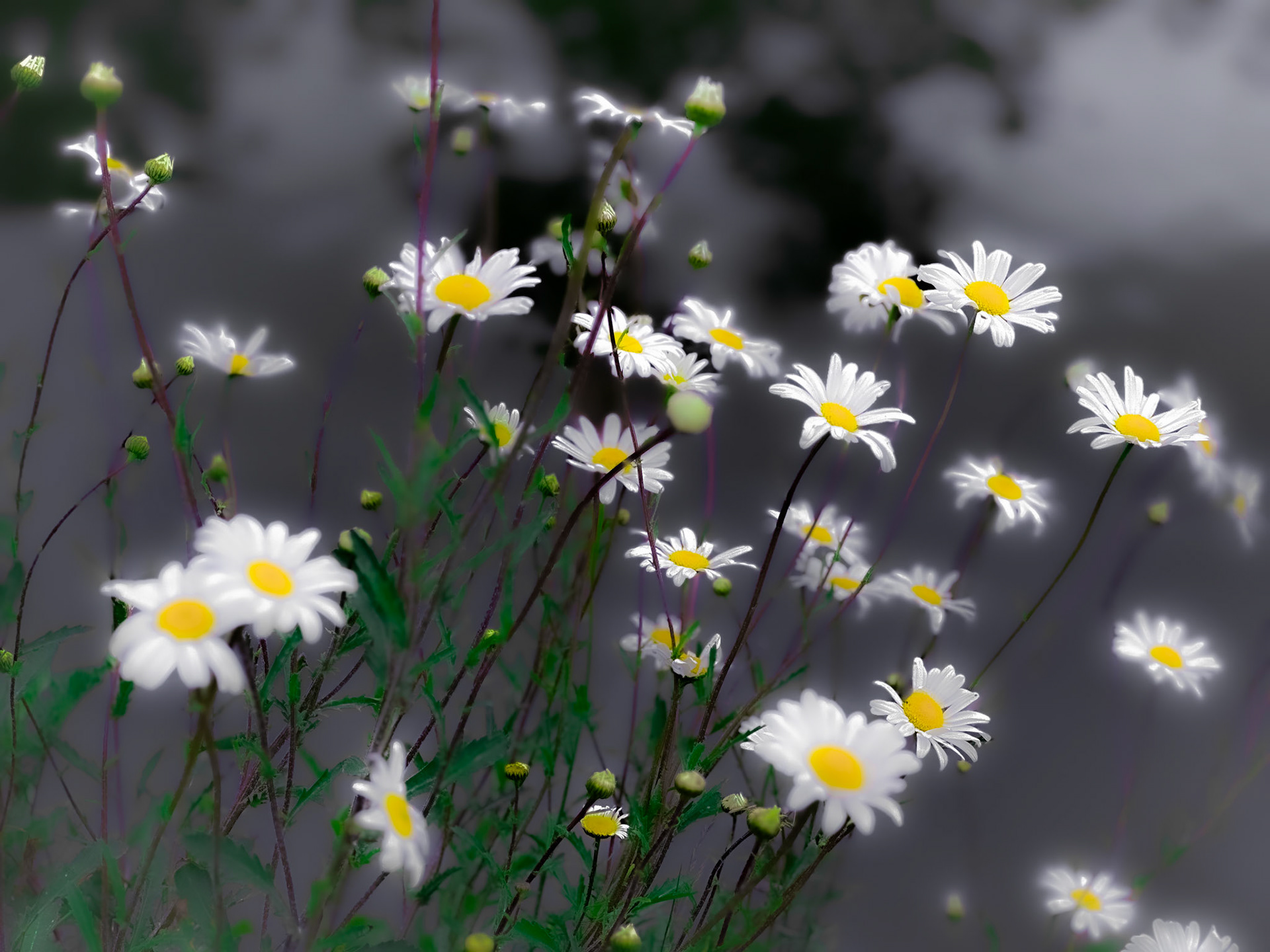 Daisies