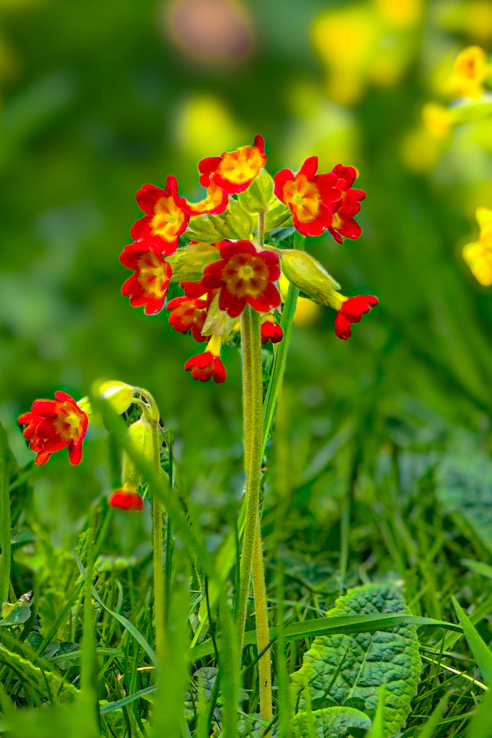 Cowslips
