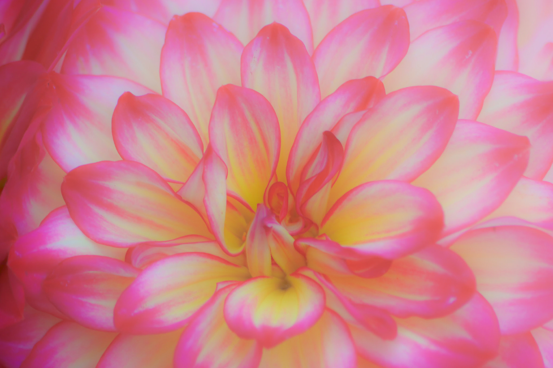 Dahlia