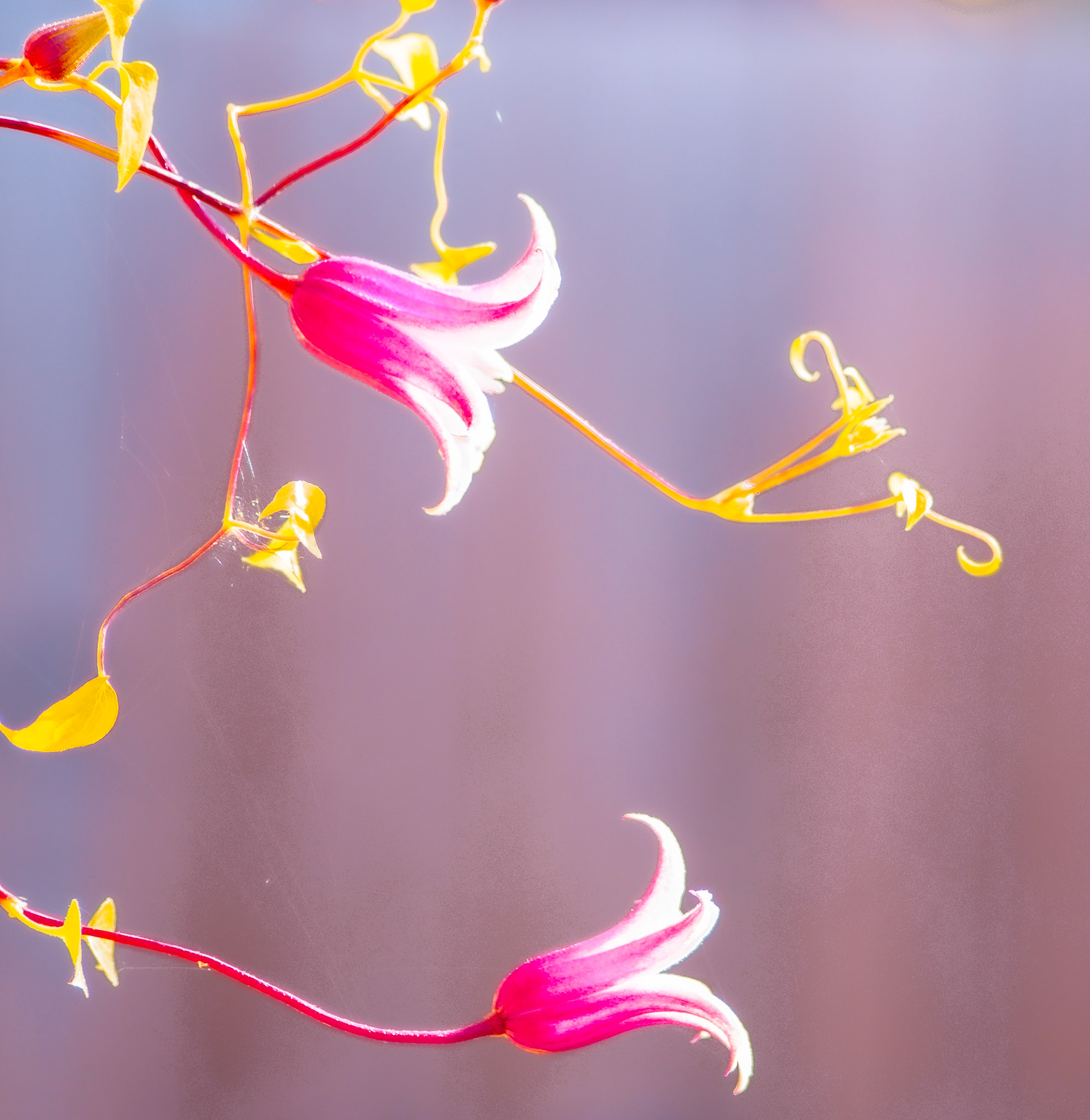 104. Clematis