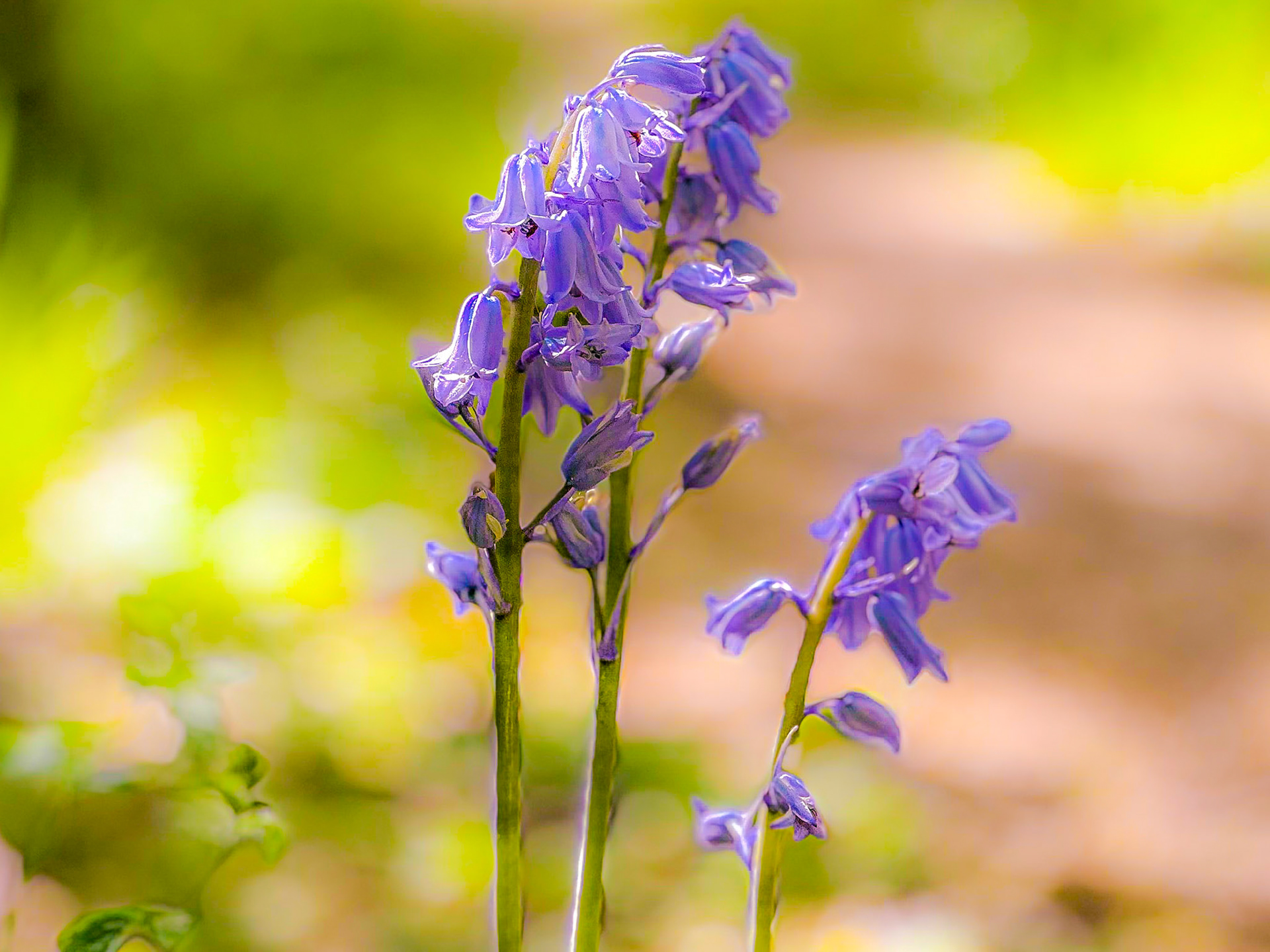 Bluebells
