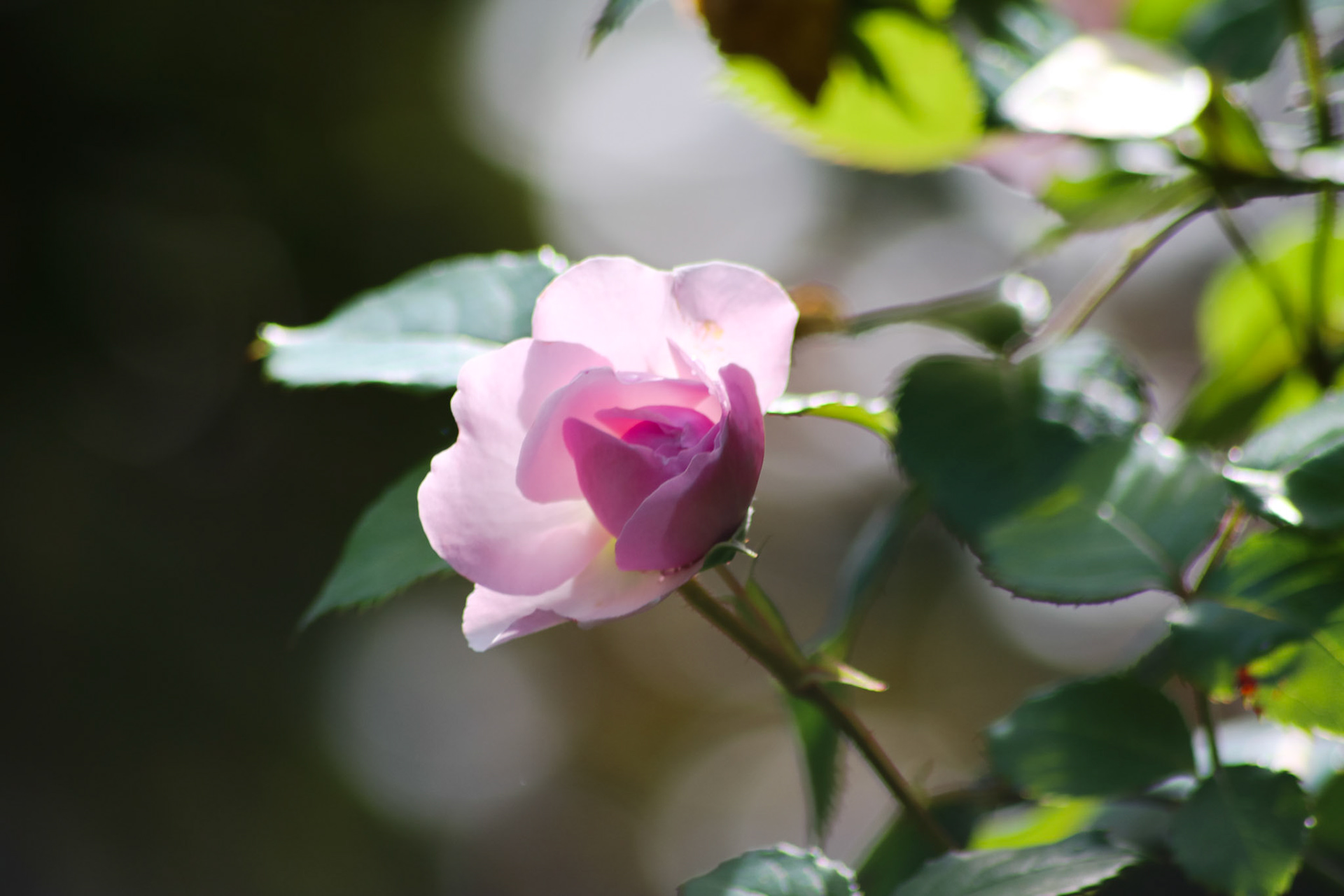 105. Pink Rose