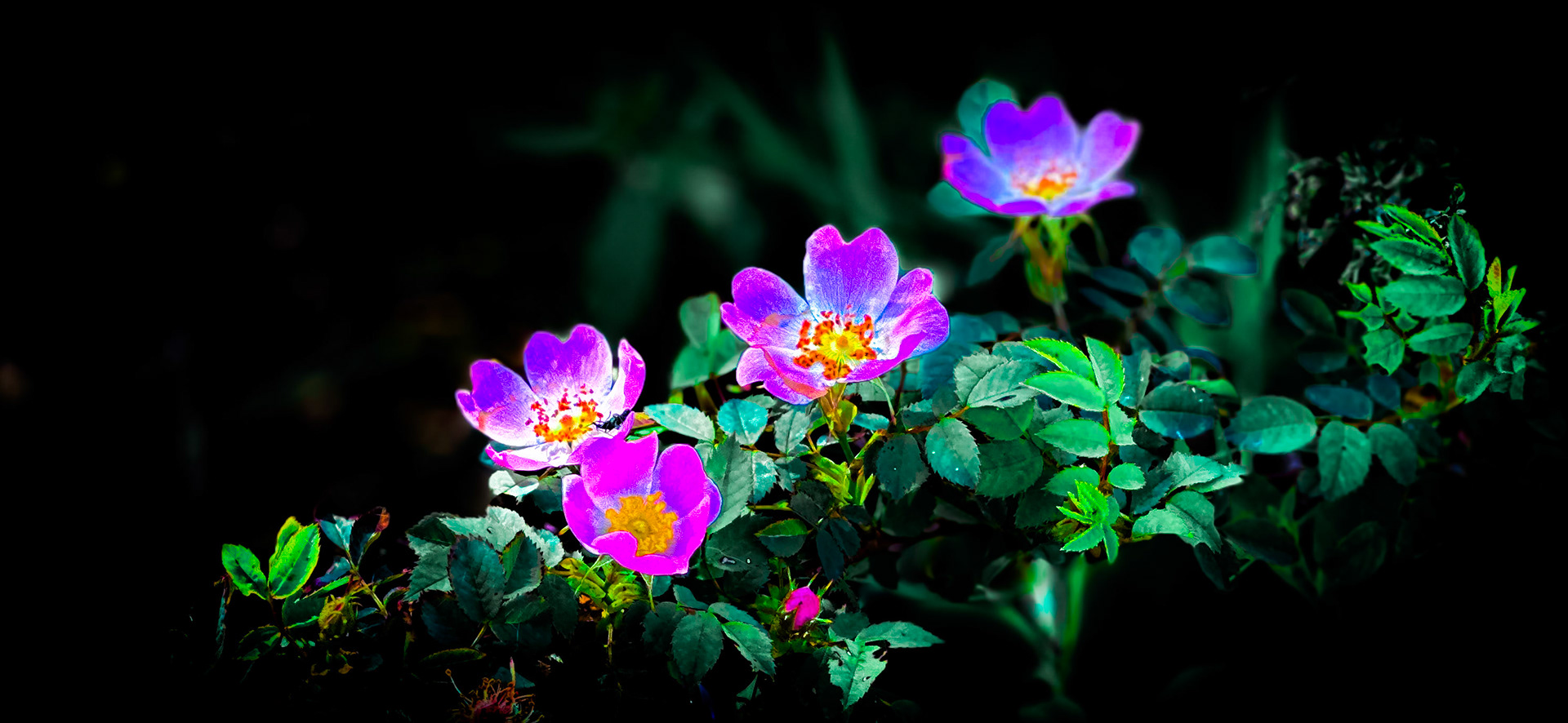 102. Wild Prairie Rose