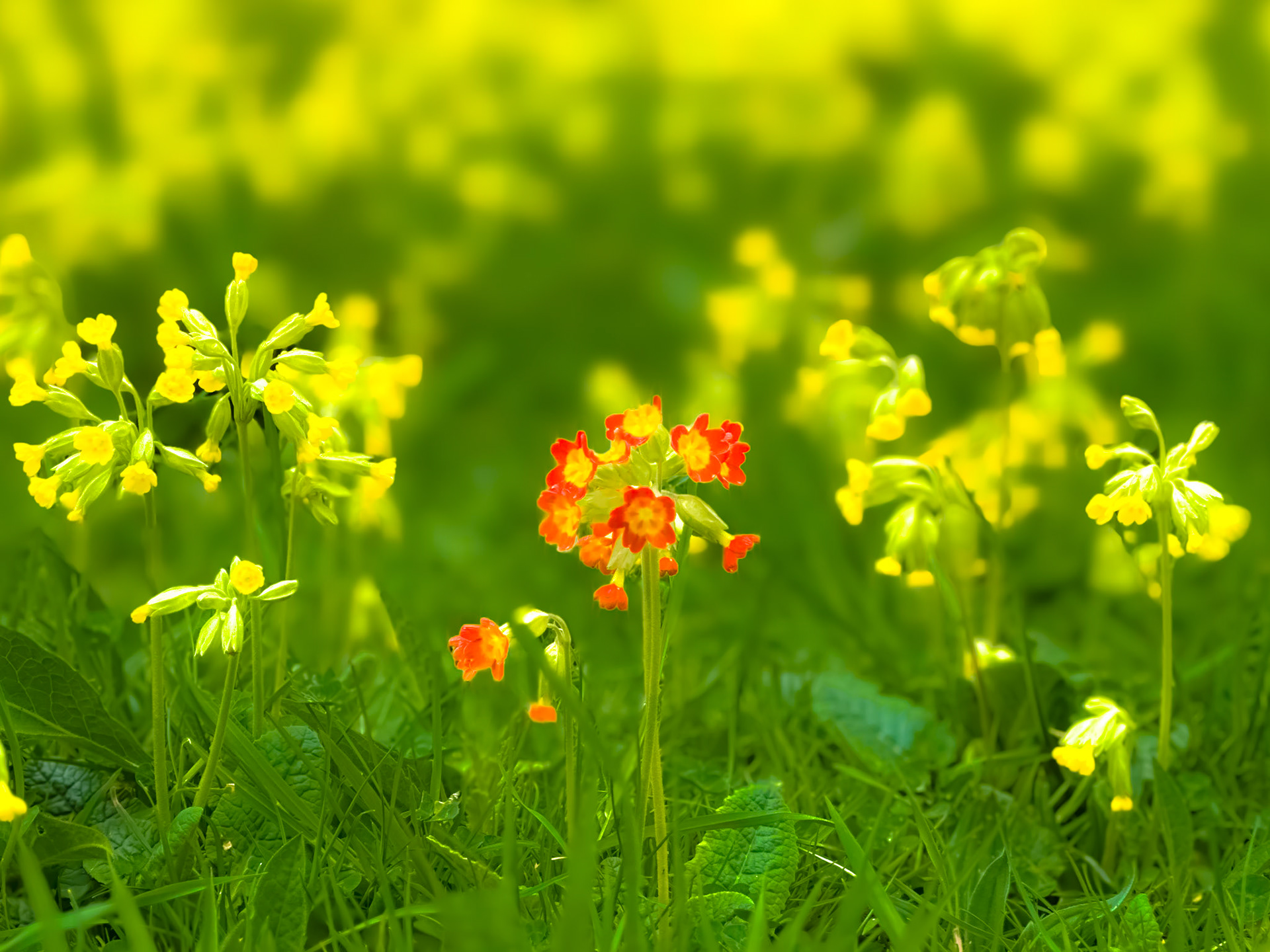 Cowslips in a Leicestershire woodland.
