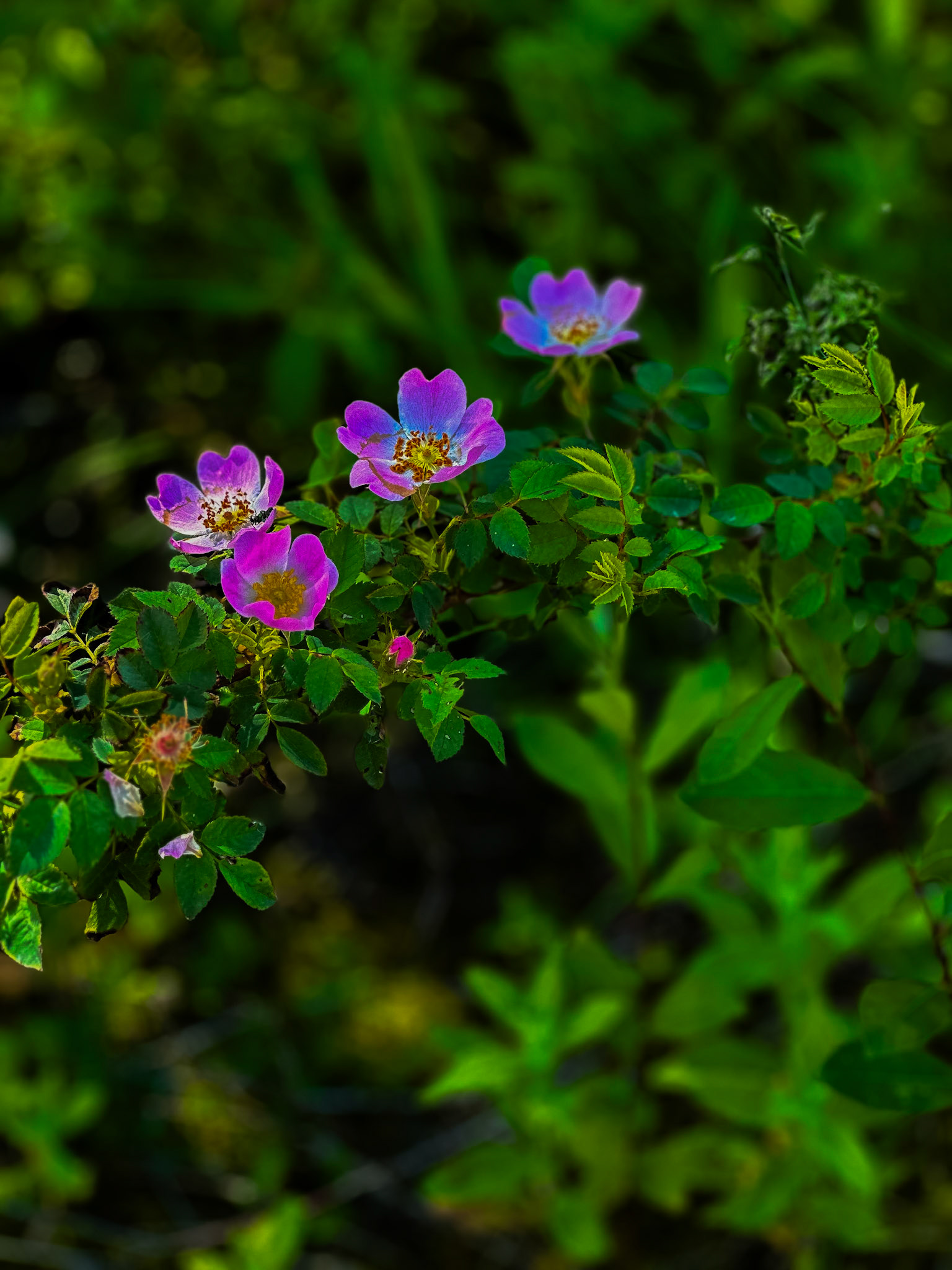 101. Wild Prairie Rose