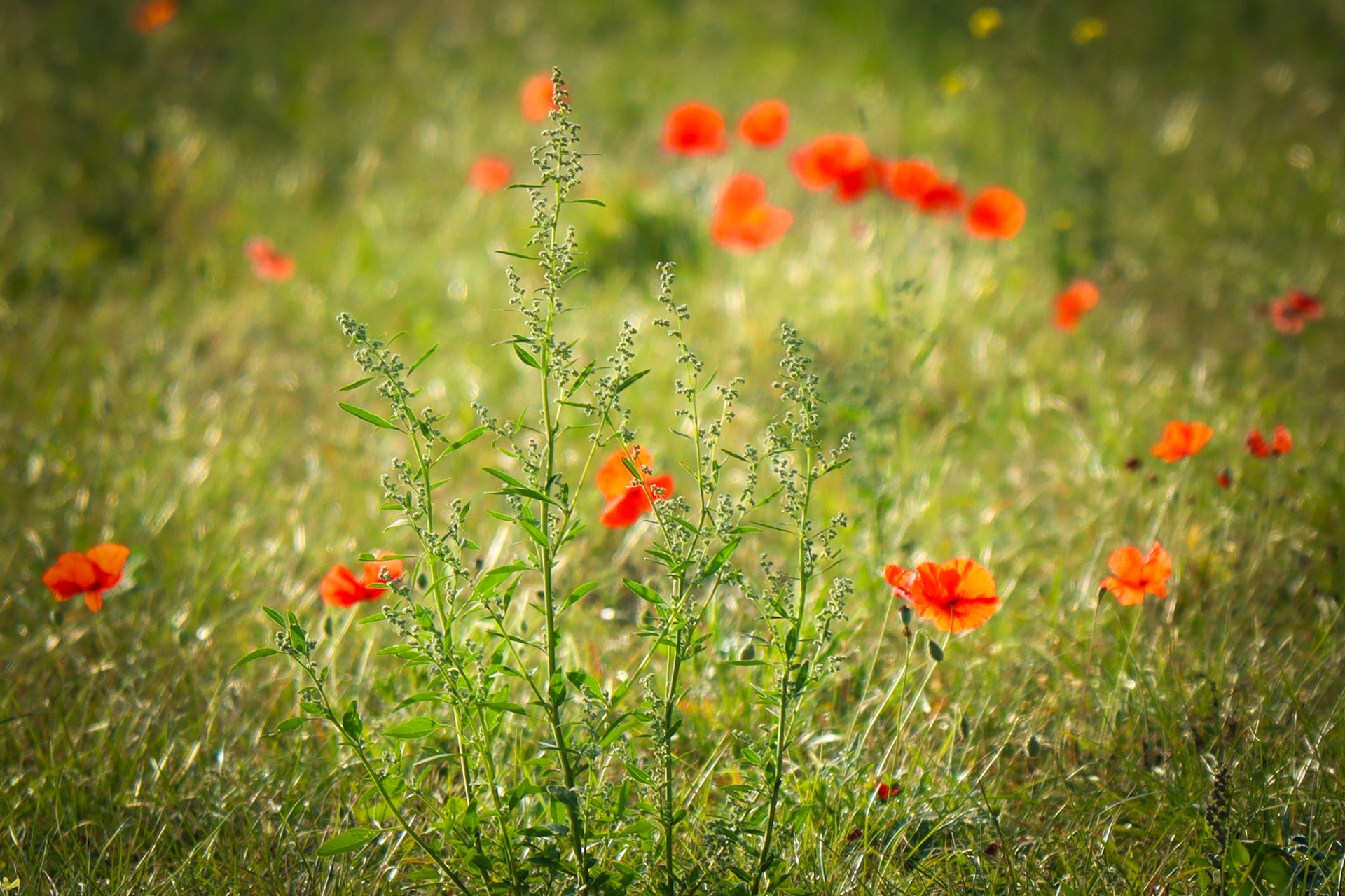 Poppy