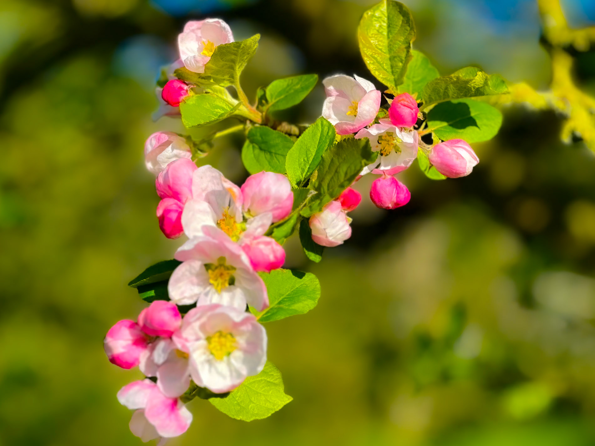 098. Apple Blossom