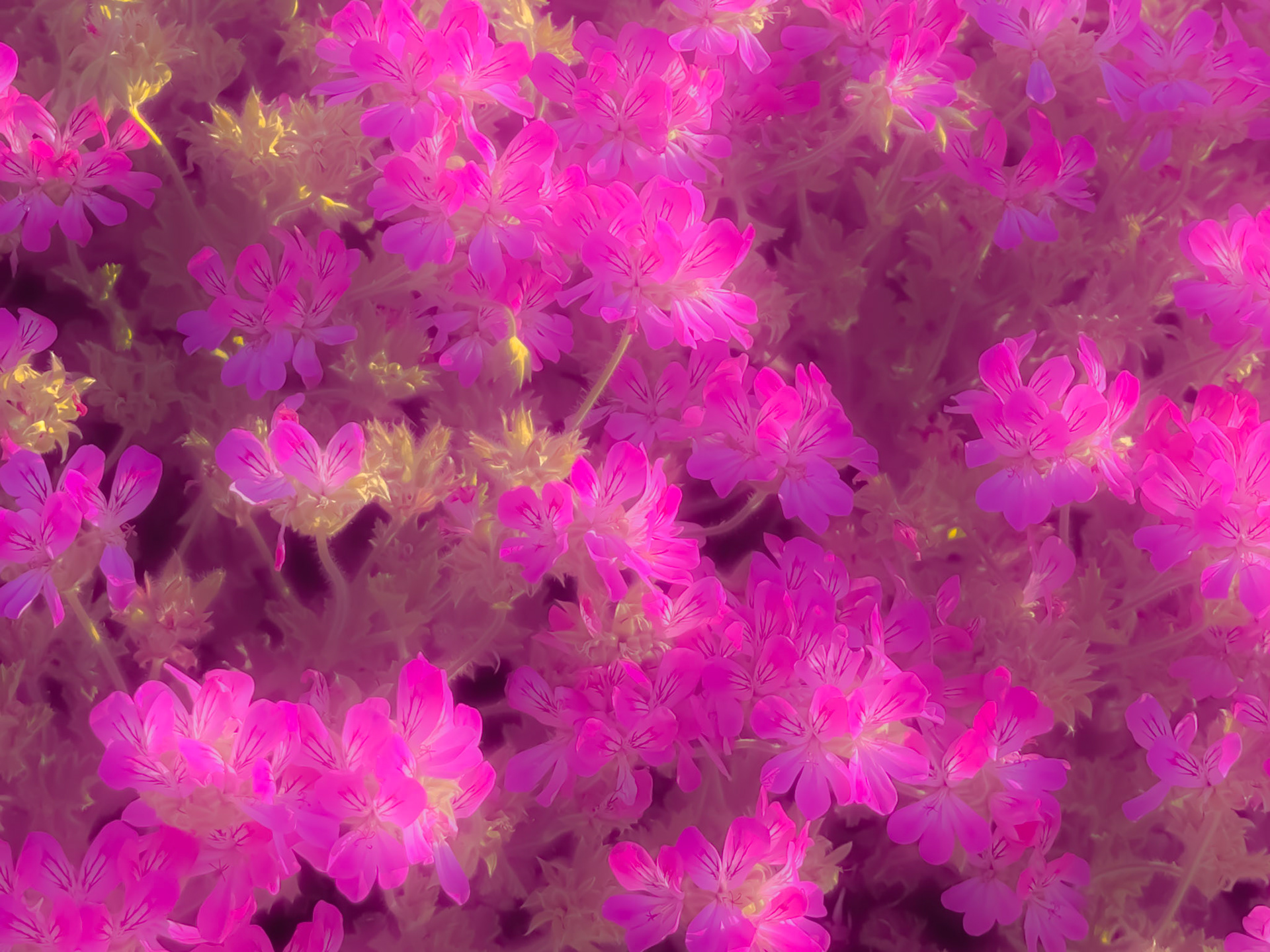 Pink Geraniums on Crete.
