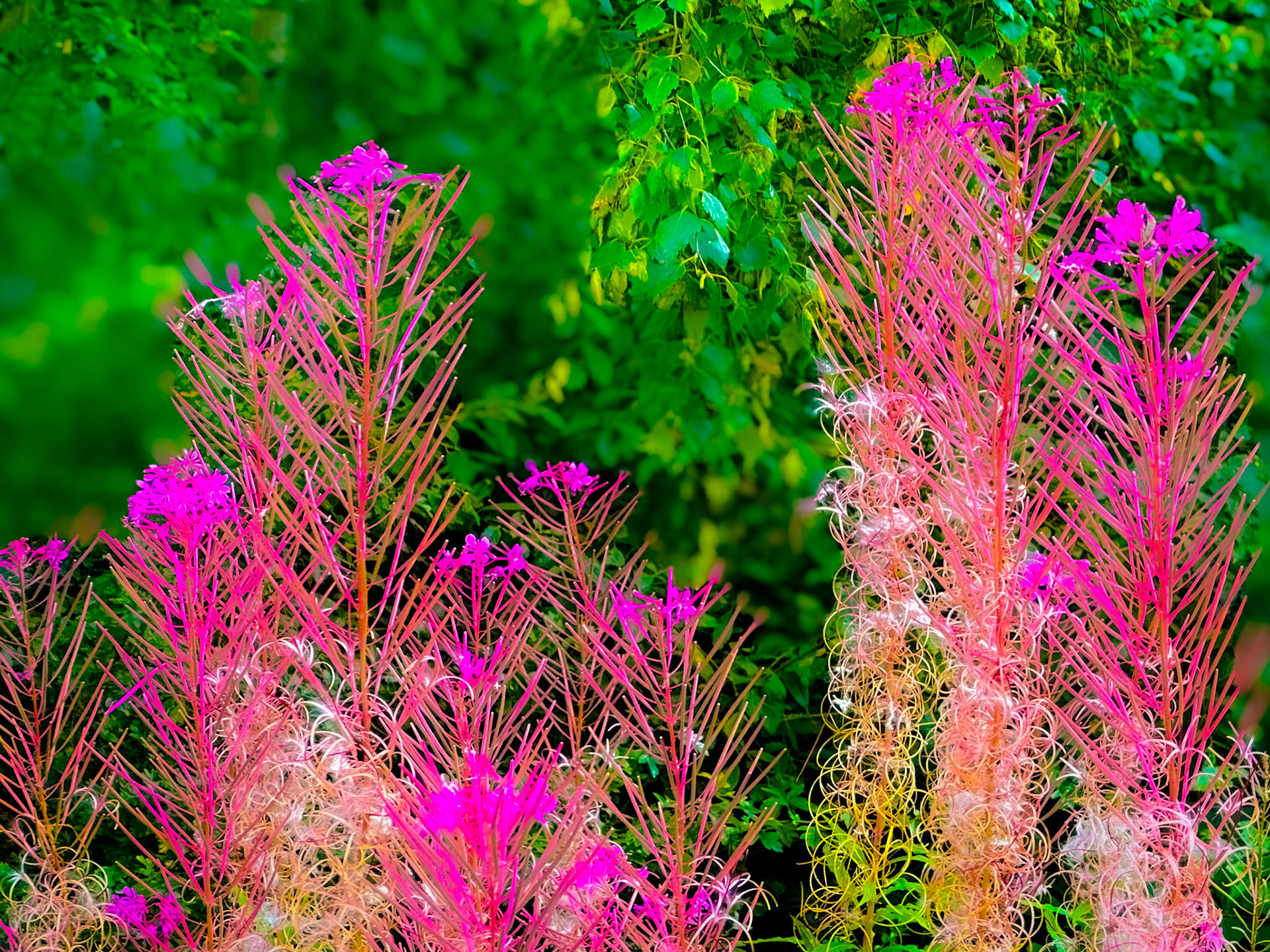 108. Rosebay Willowherb