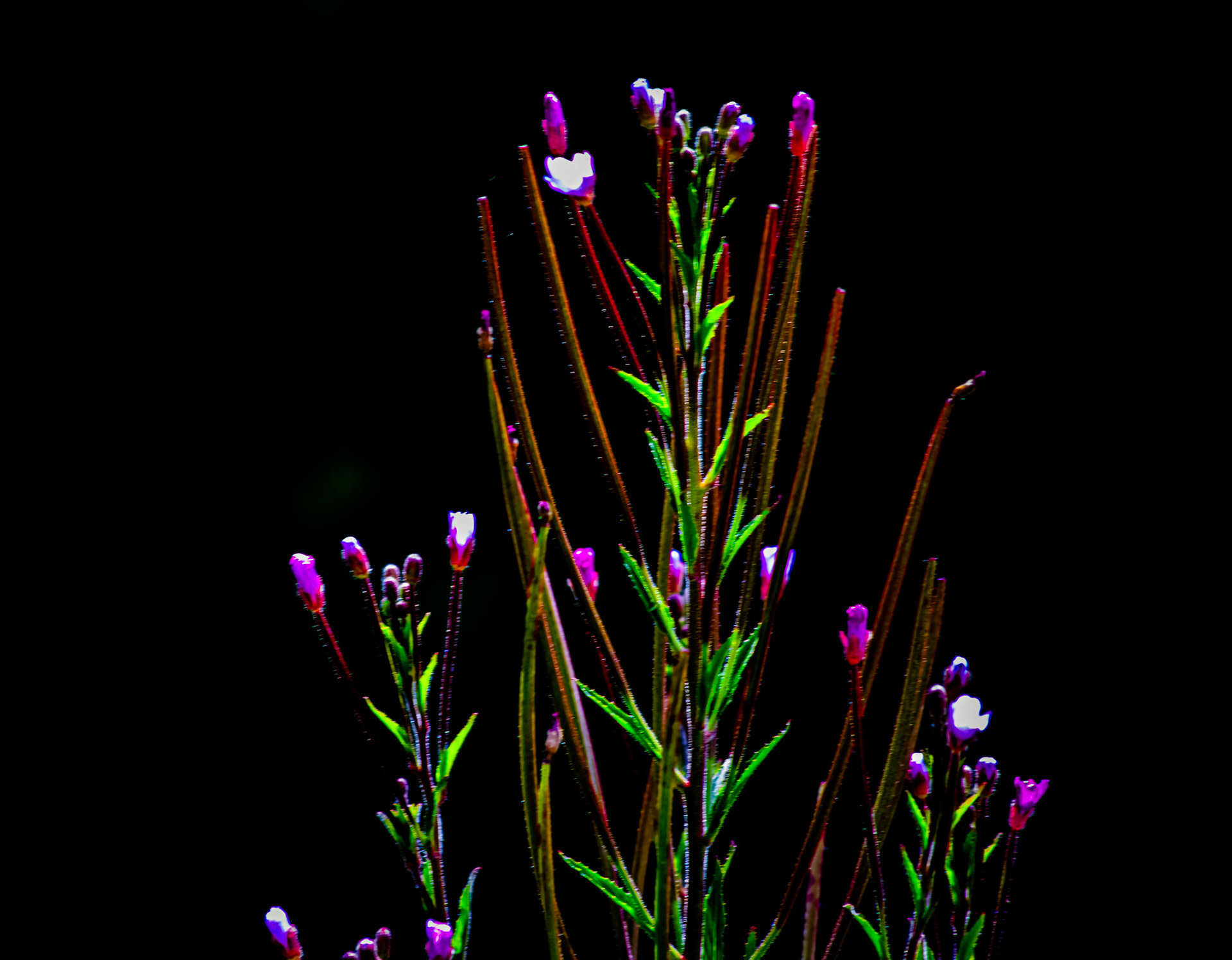 103. Willowherb  plant.