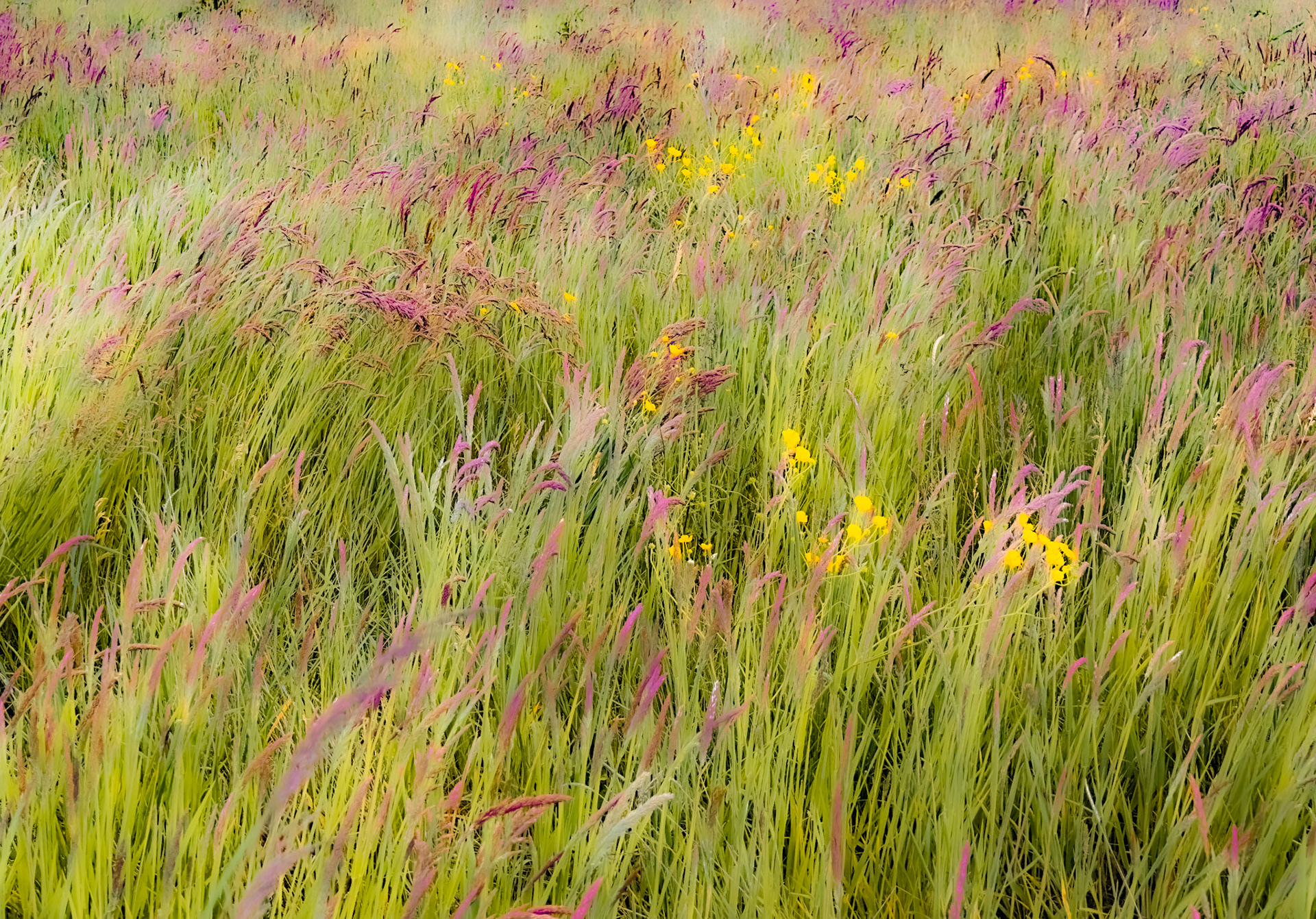 100. Abstract image of meadow grasses