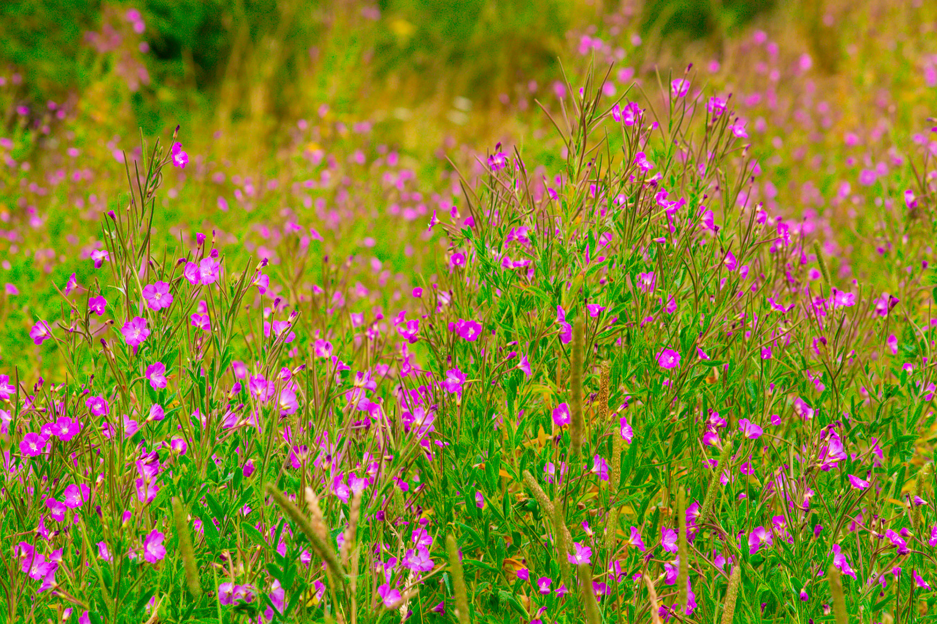 107. Willowherb