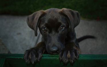 Puippy at 7 weeks - 2010
