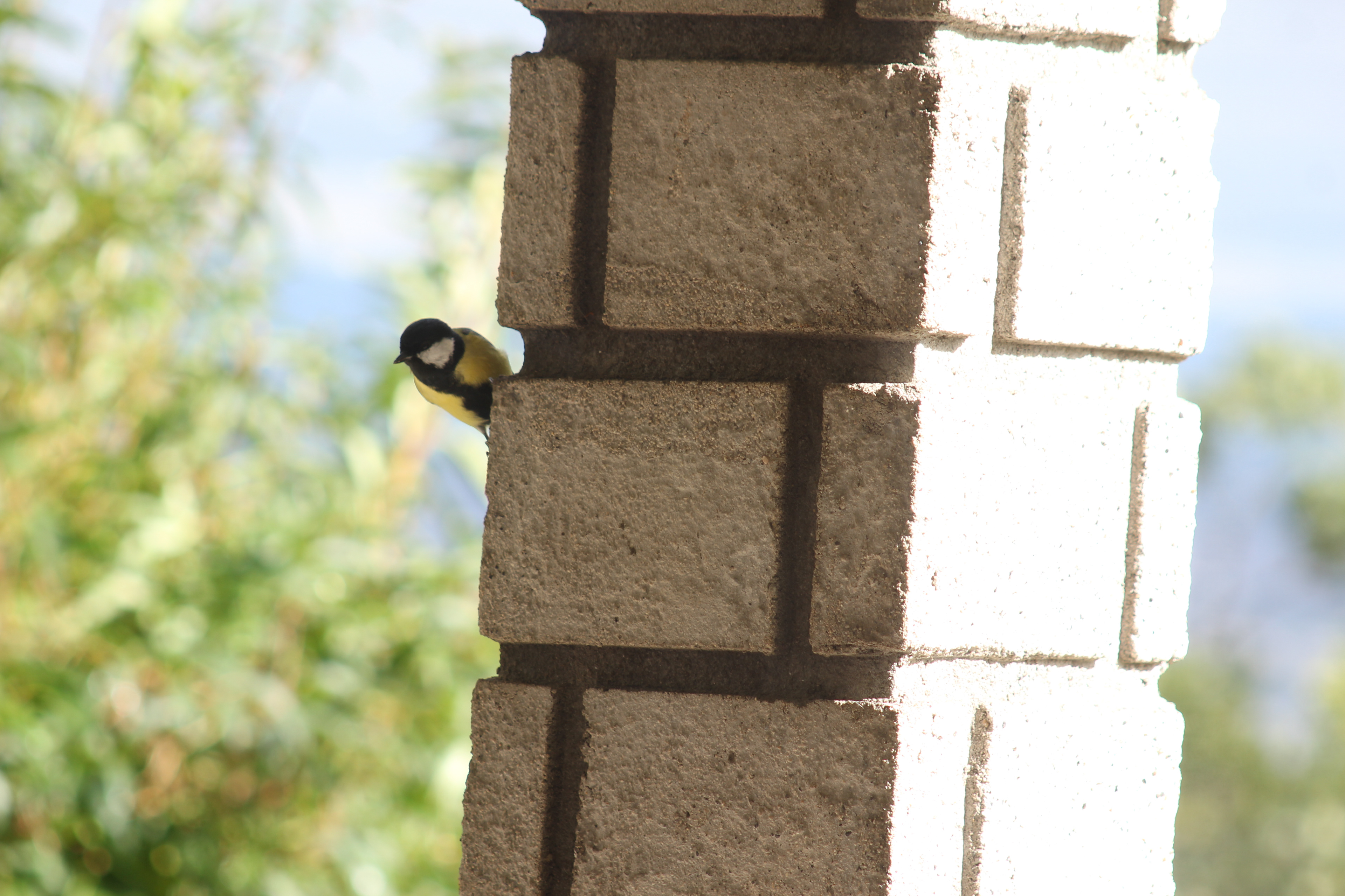 Mésange charbonnière