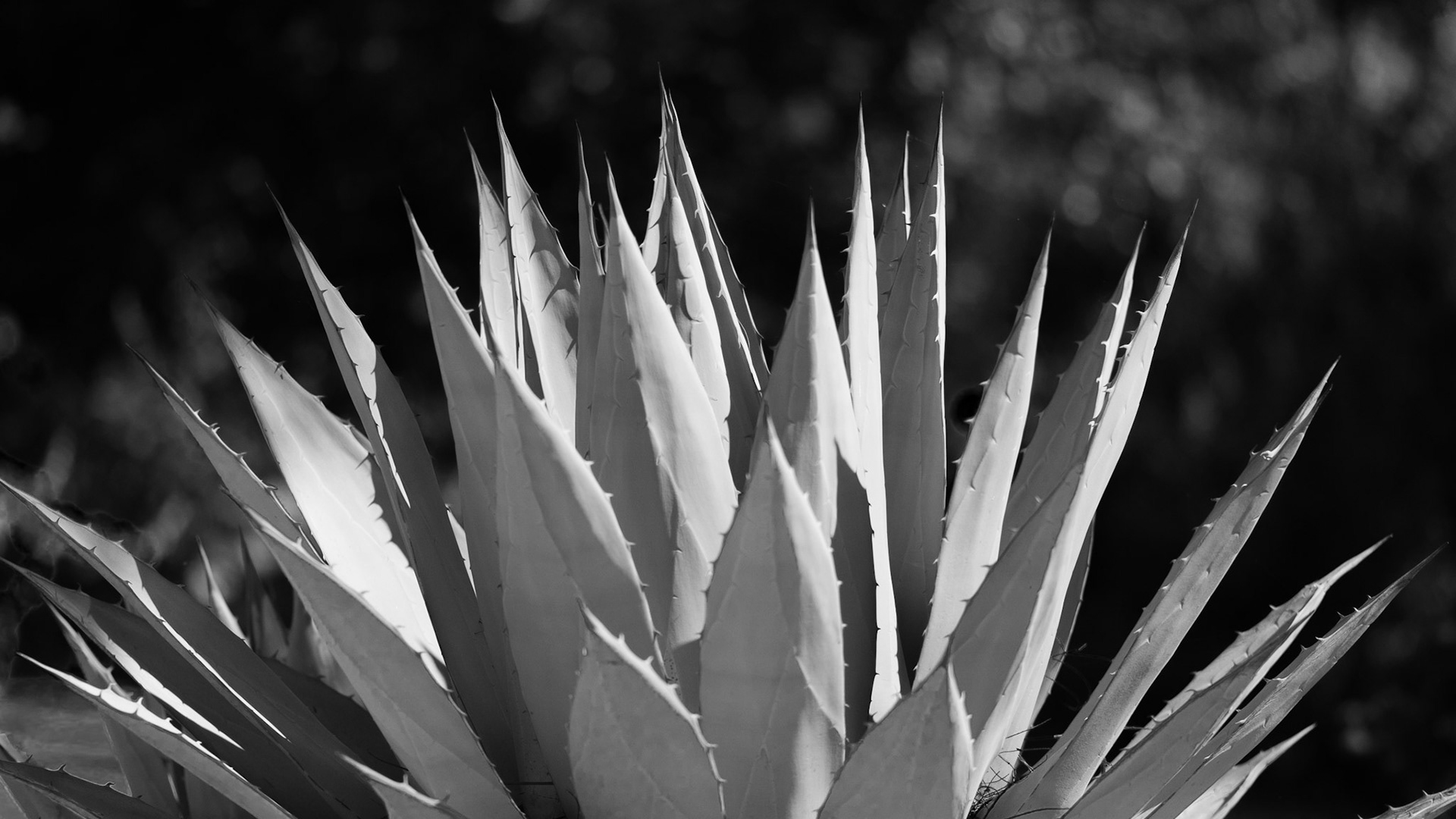 Blue Agave