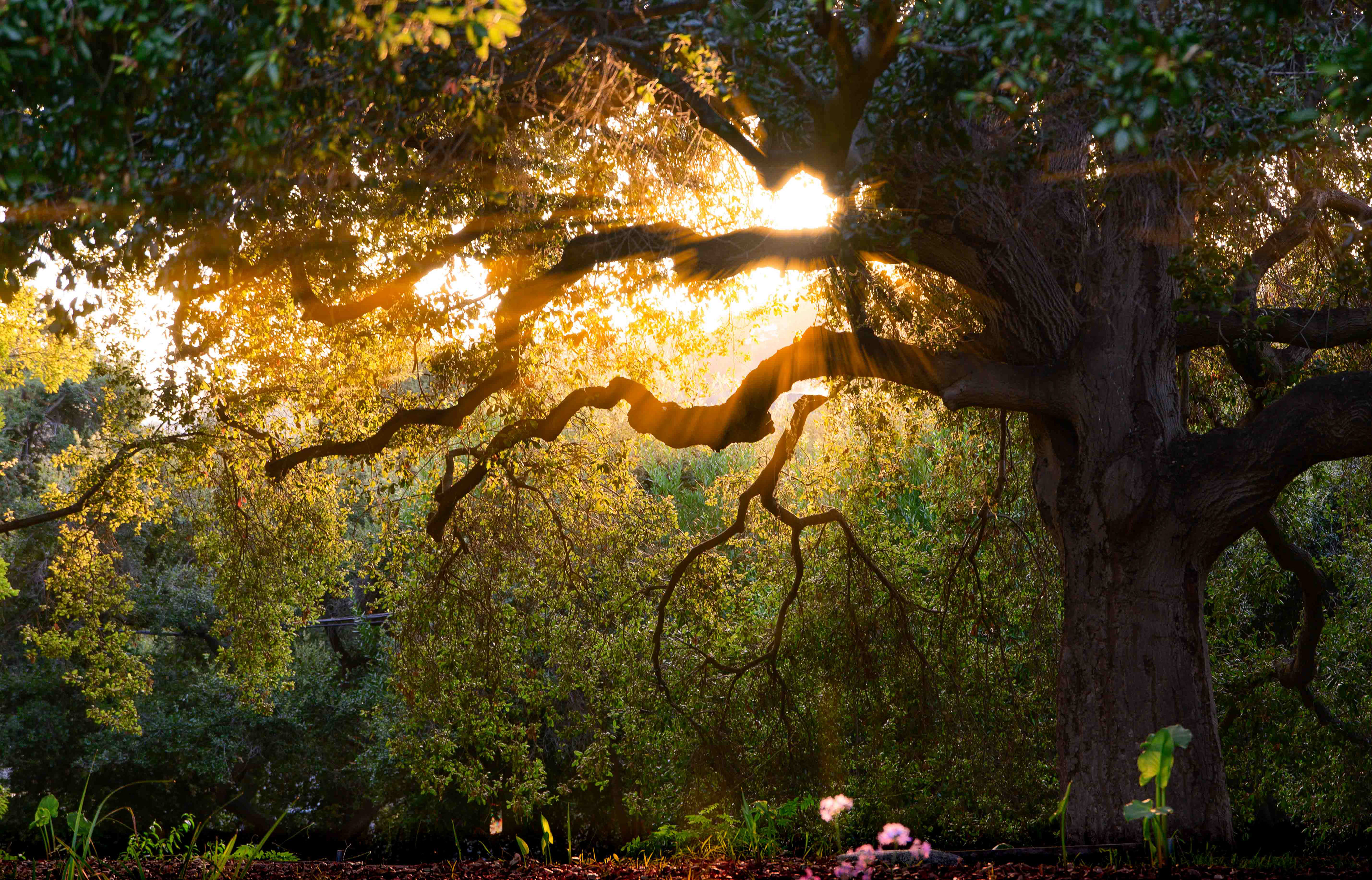 Where the Hobbits Live