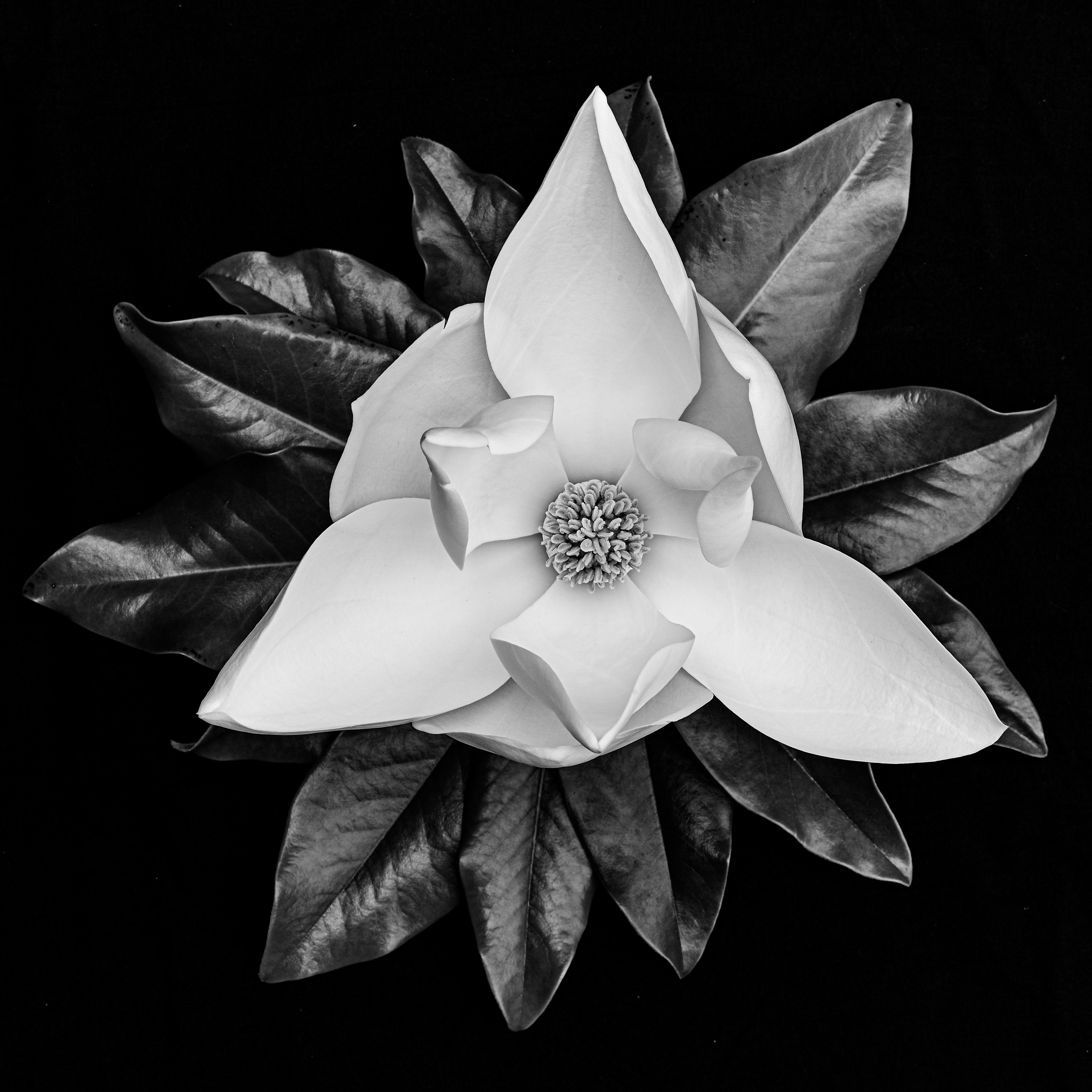 Mother Magnolia