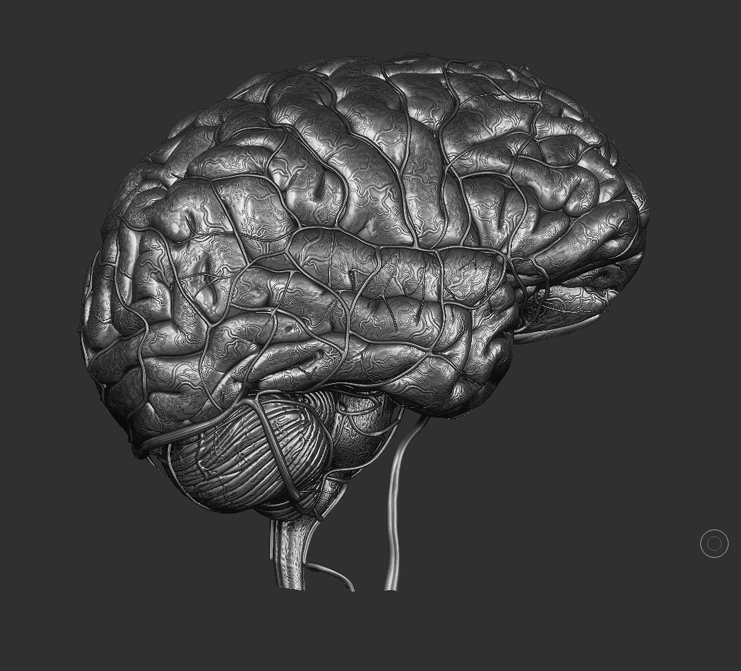 1 brain for 2. Головной мозг 2d. Мозг 2д. Второй мозг Мейер. C1 c2 Brain.