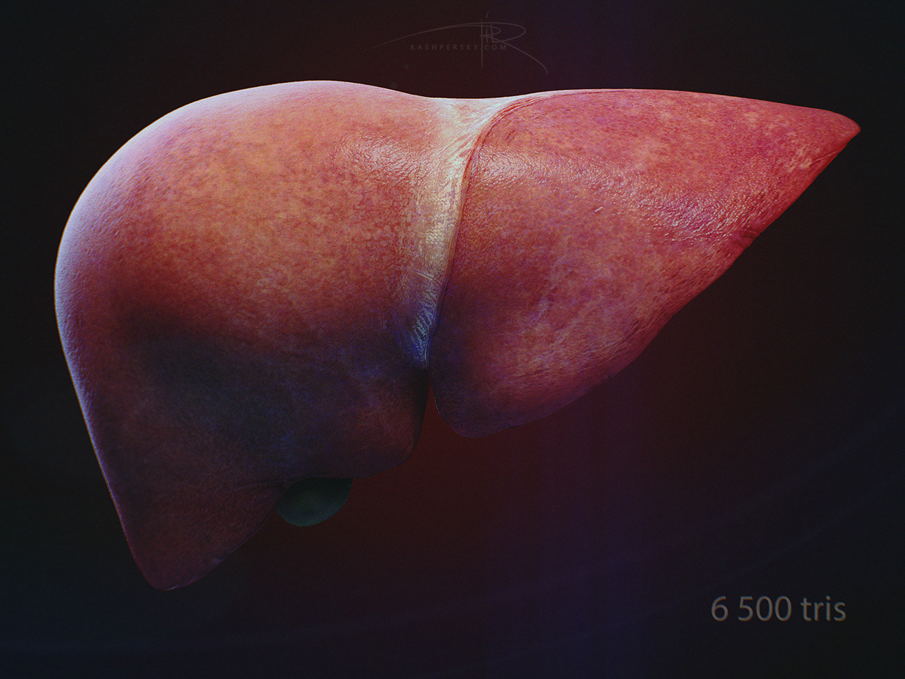 human liver picture