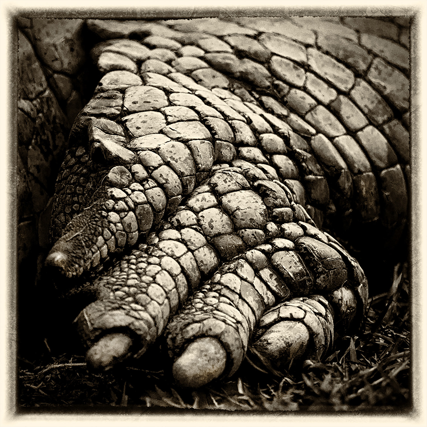 Crocodile