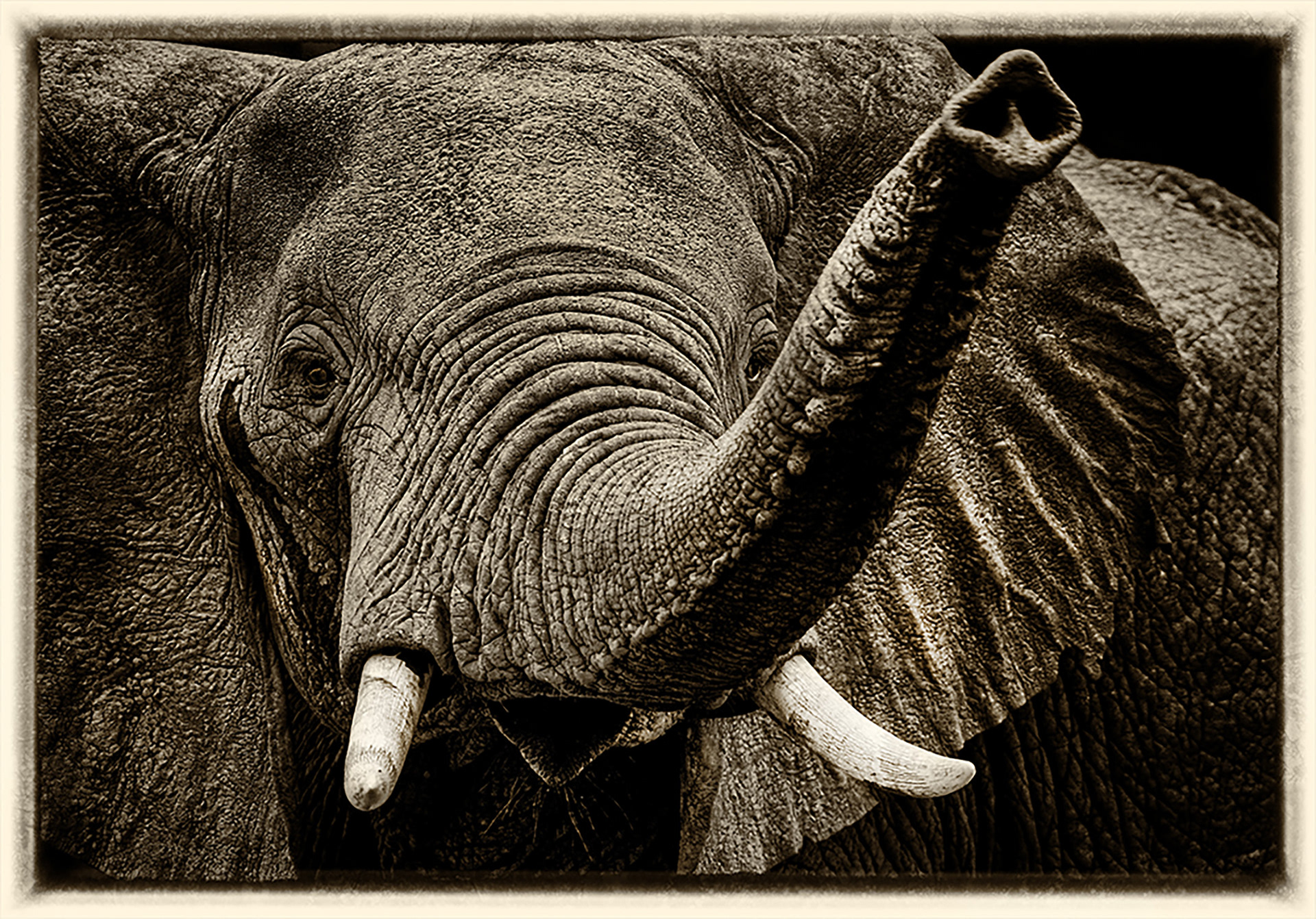 Eléphant