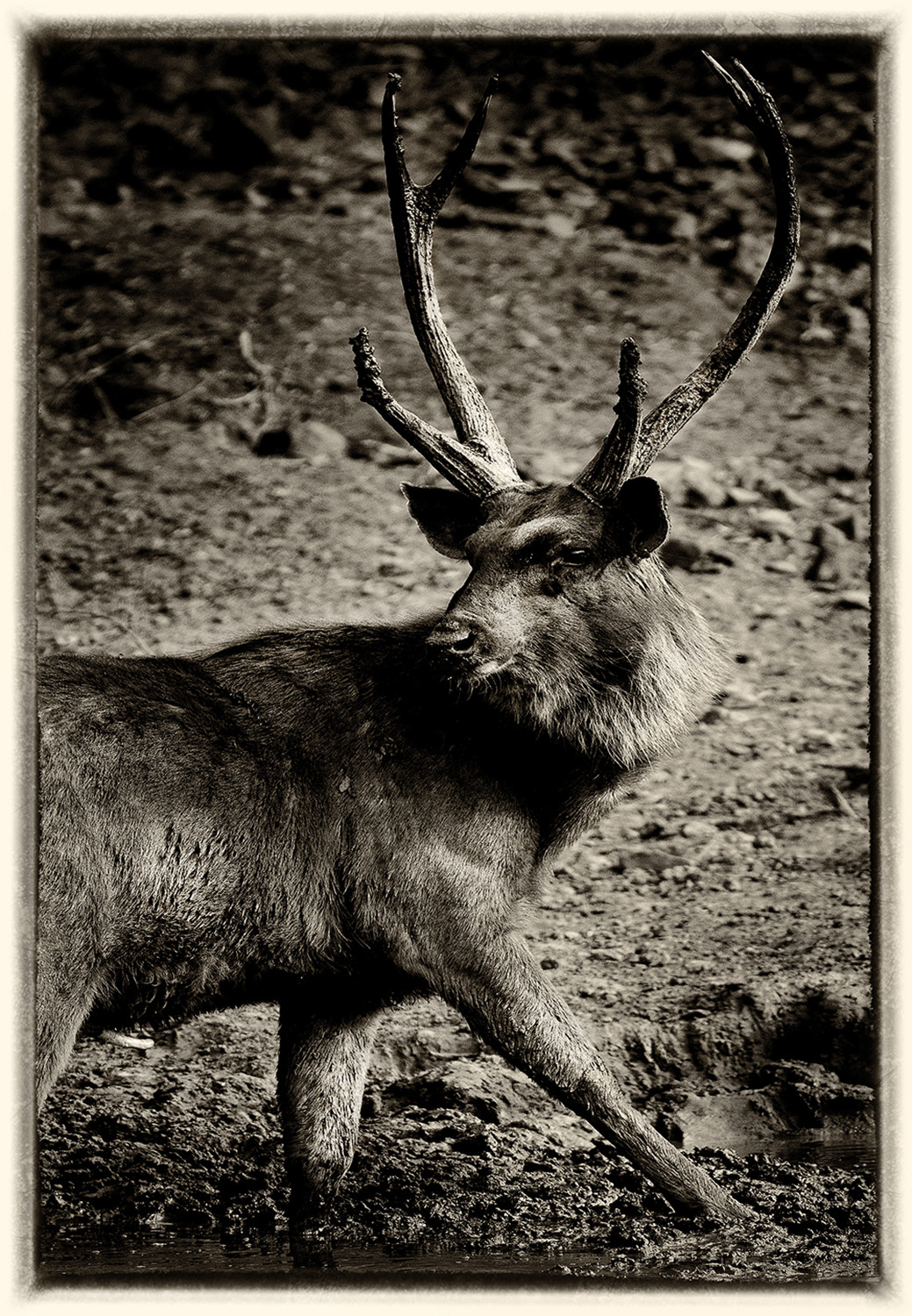Sambar