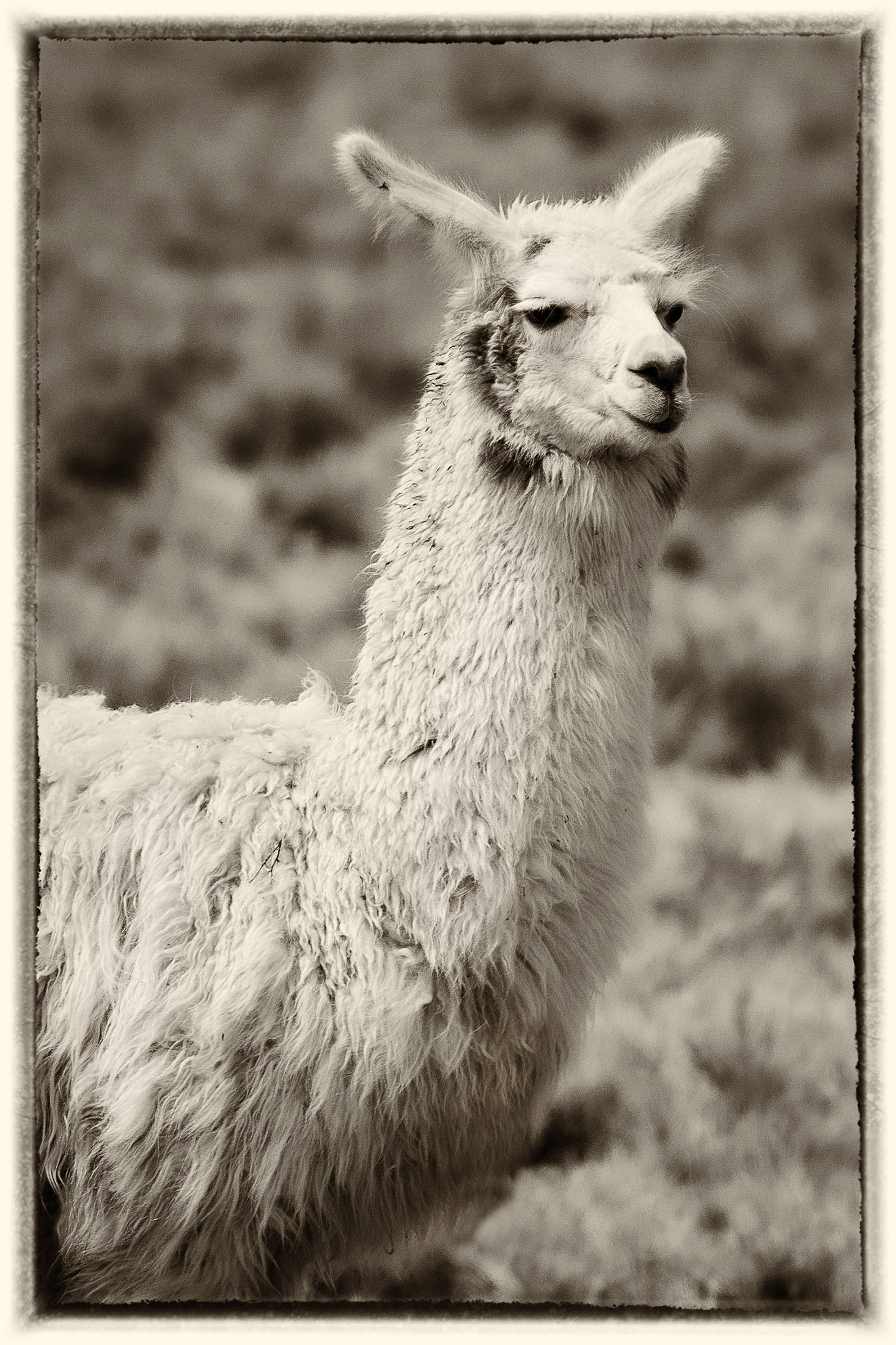 9 Lama