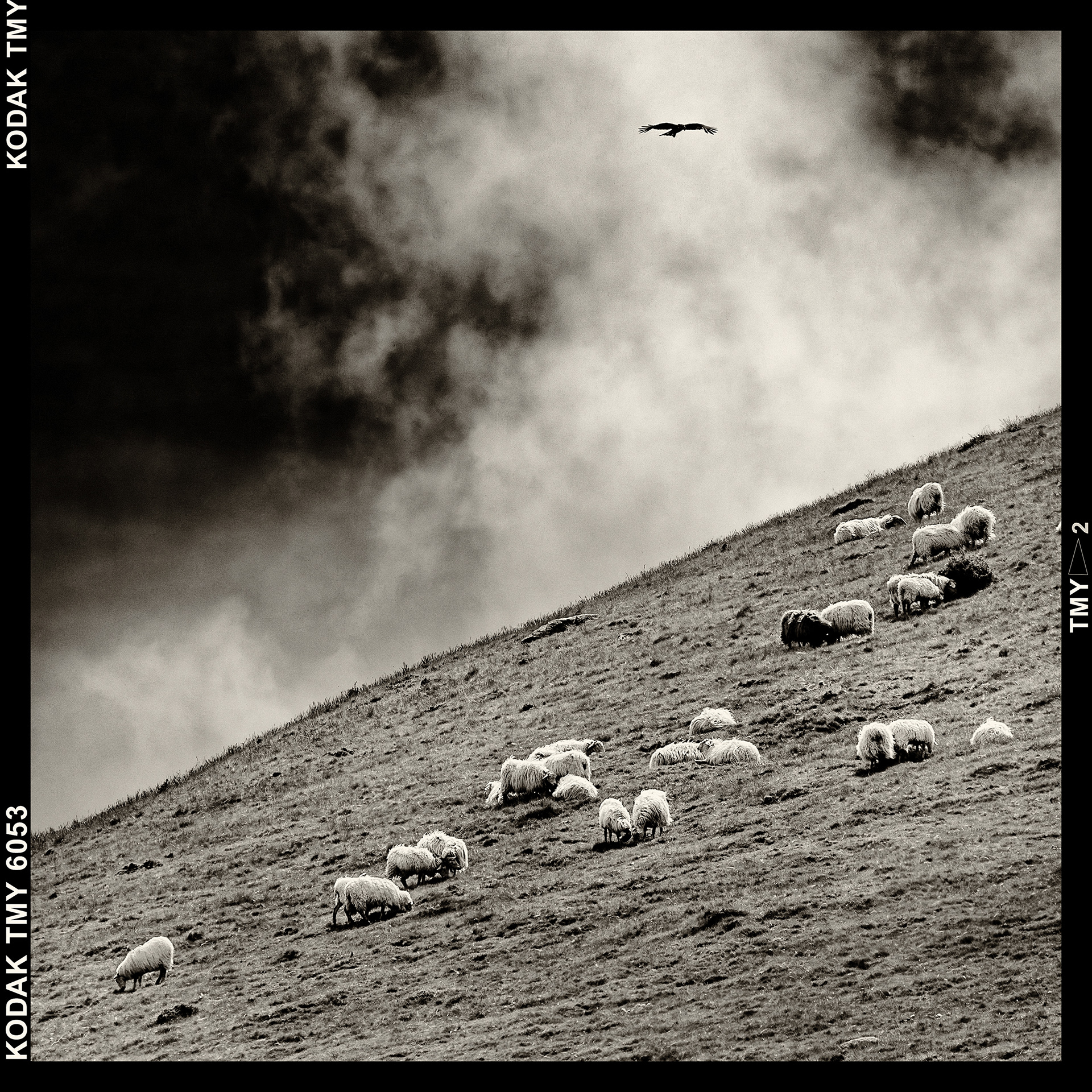 Rapace
