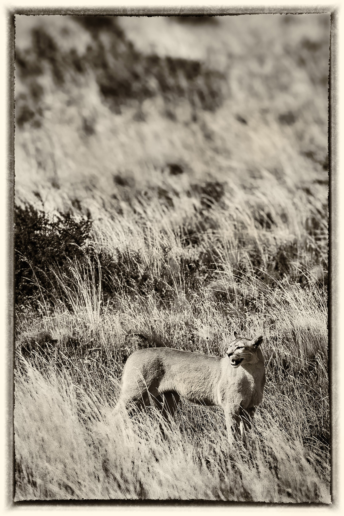 36 Puma