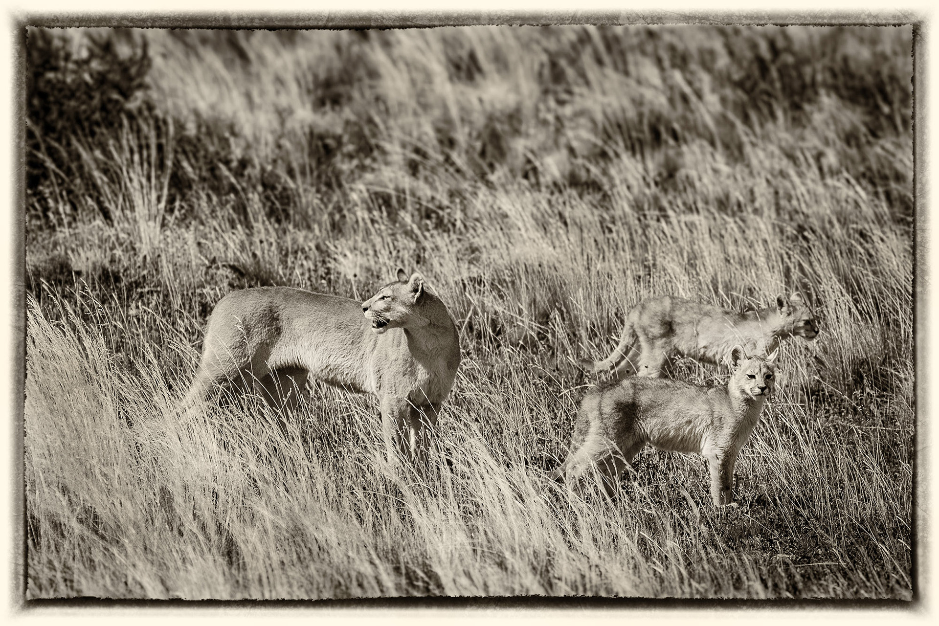 35 Puma