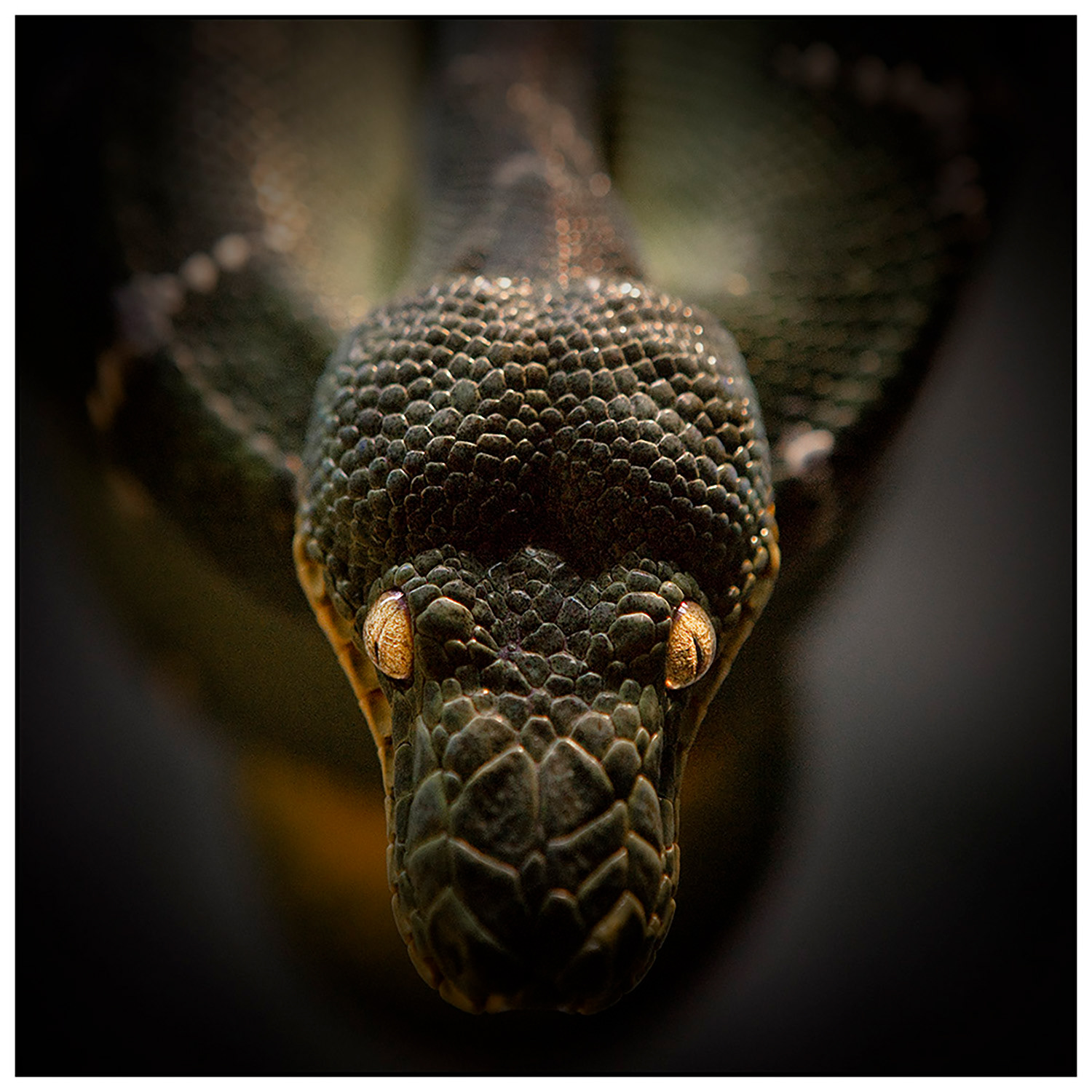 snake