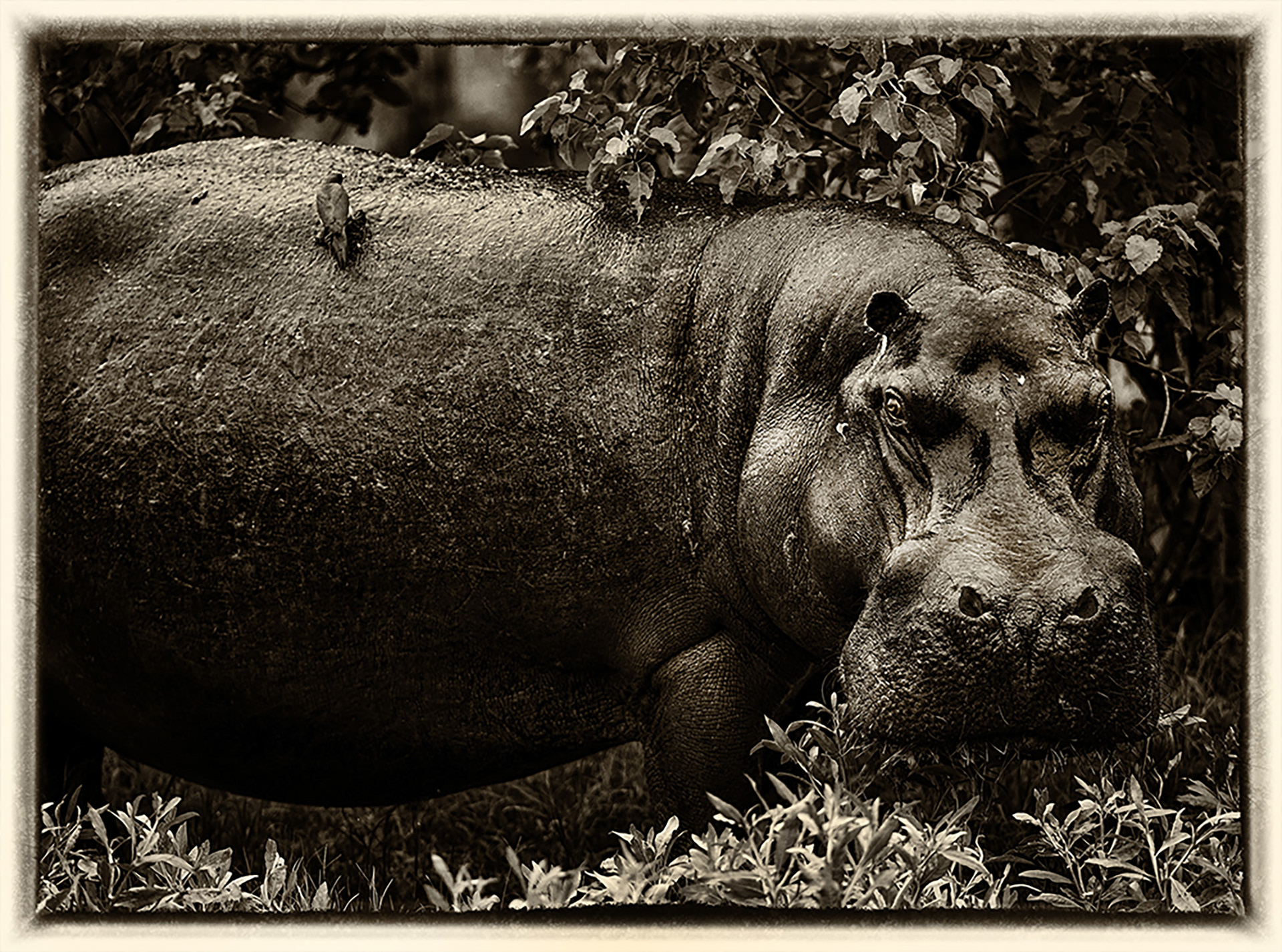 Hippopotame 2