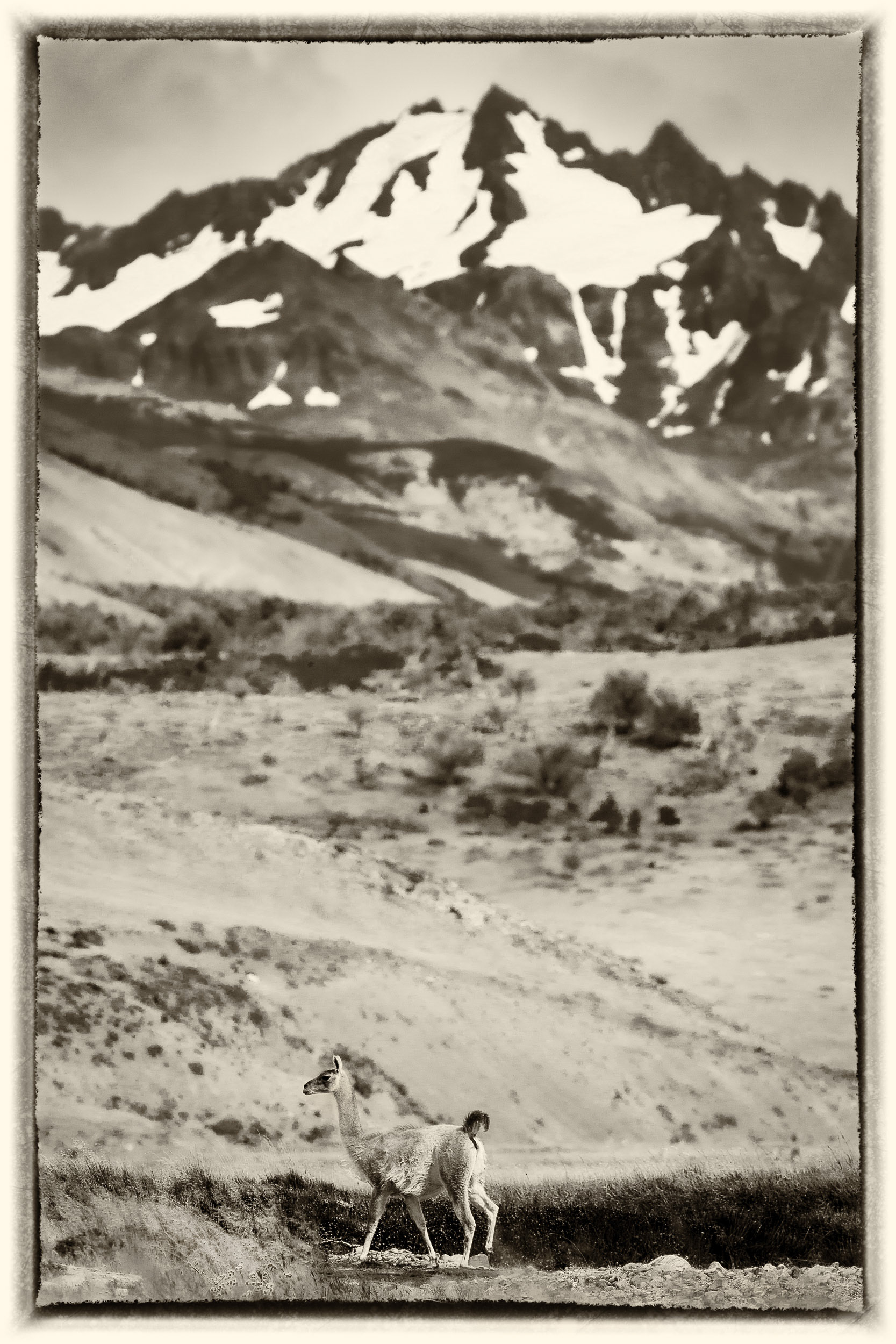 21 Guanaco