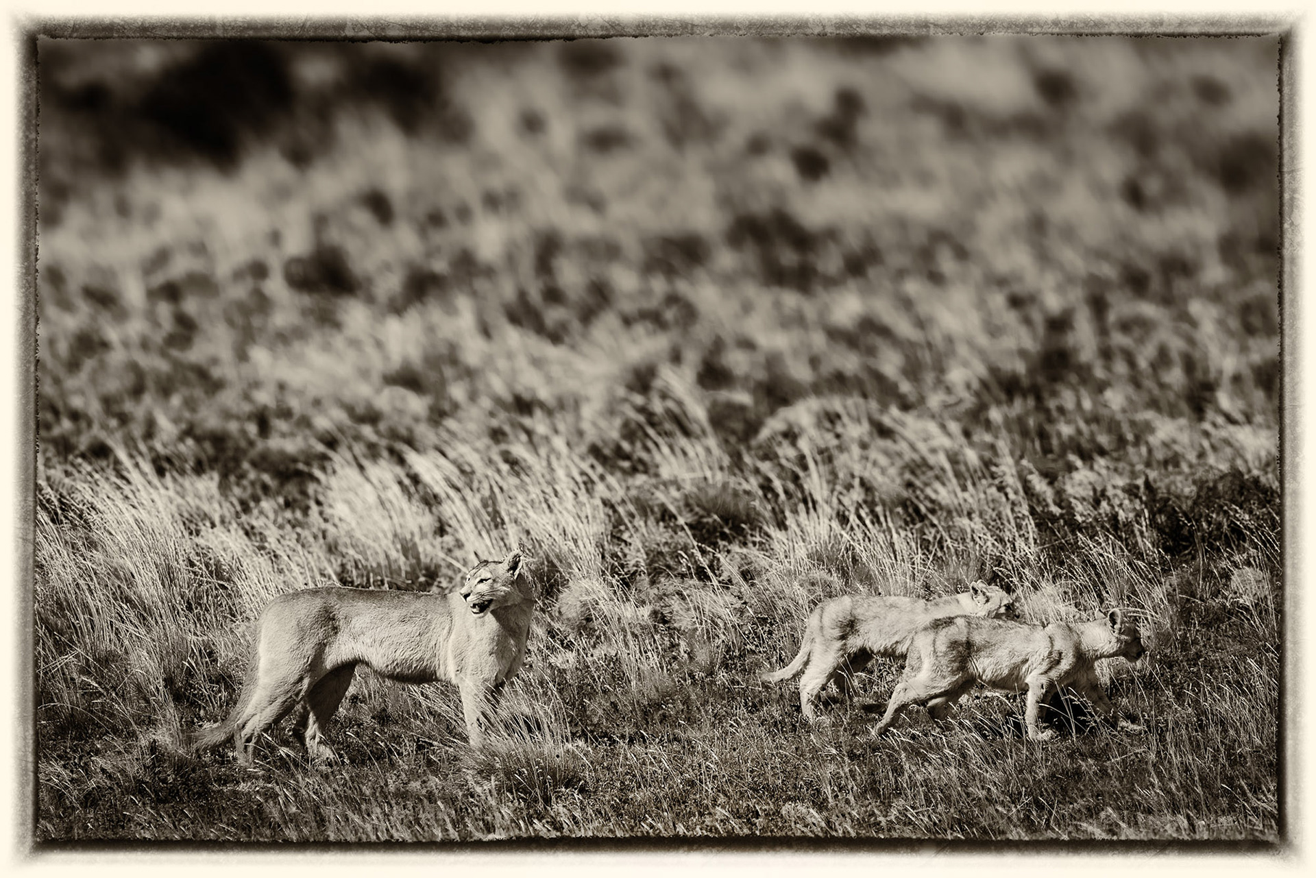 37 Puma