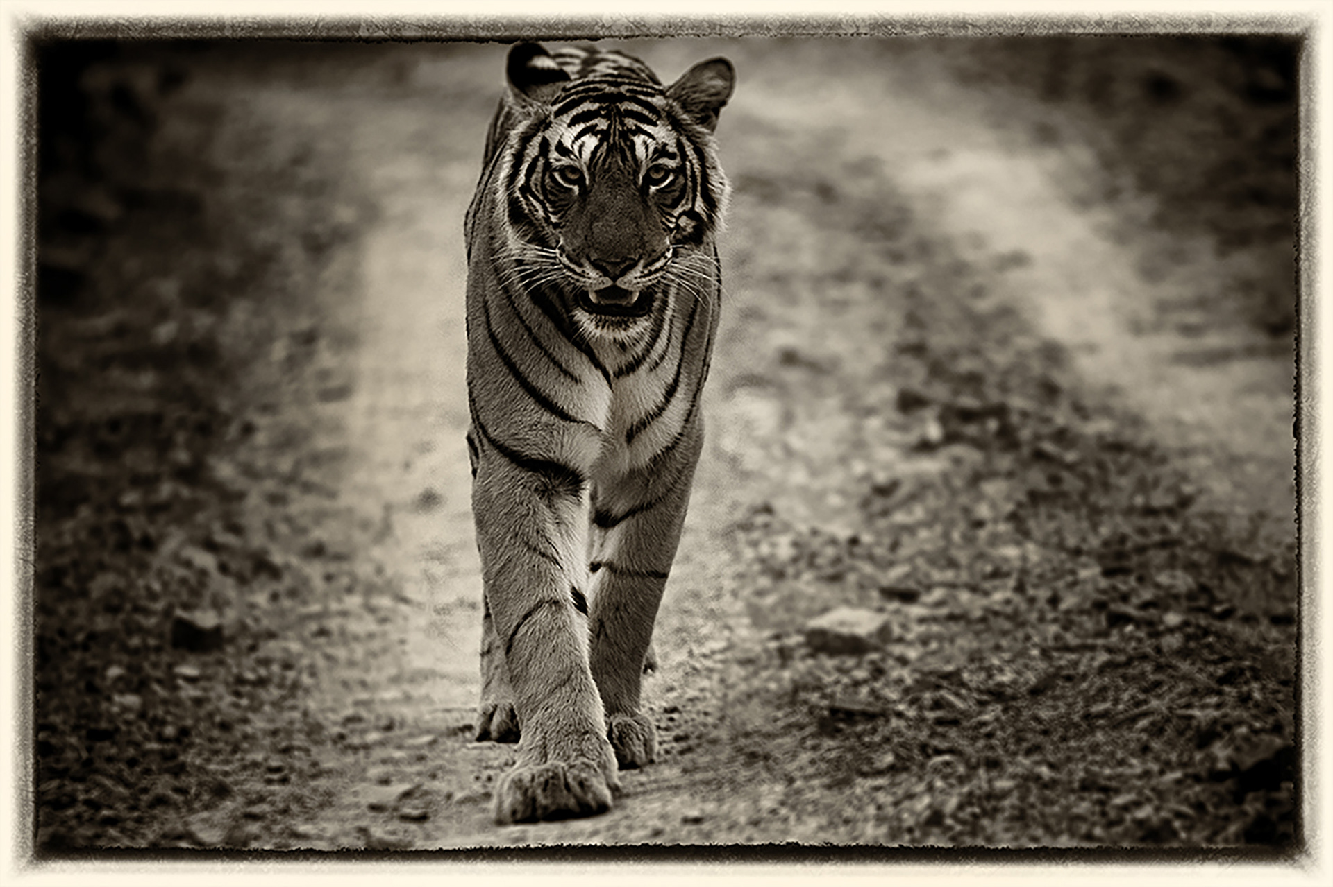 Tigre