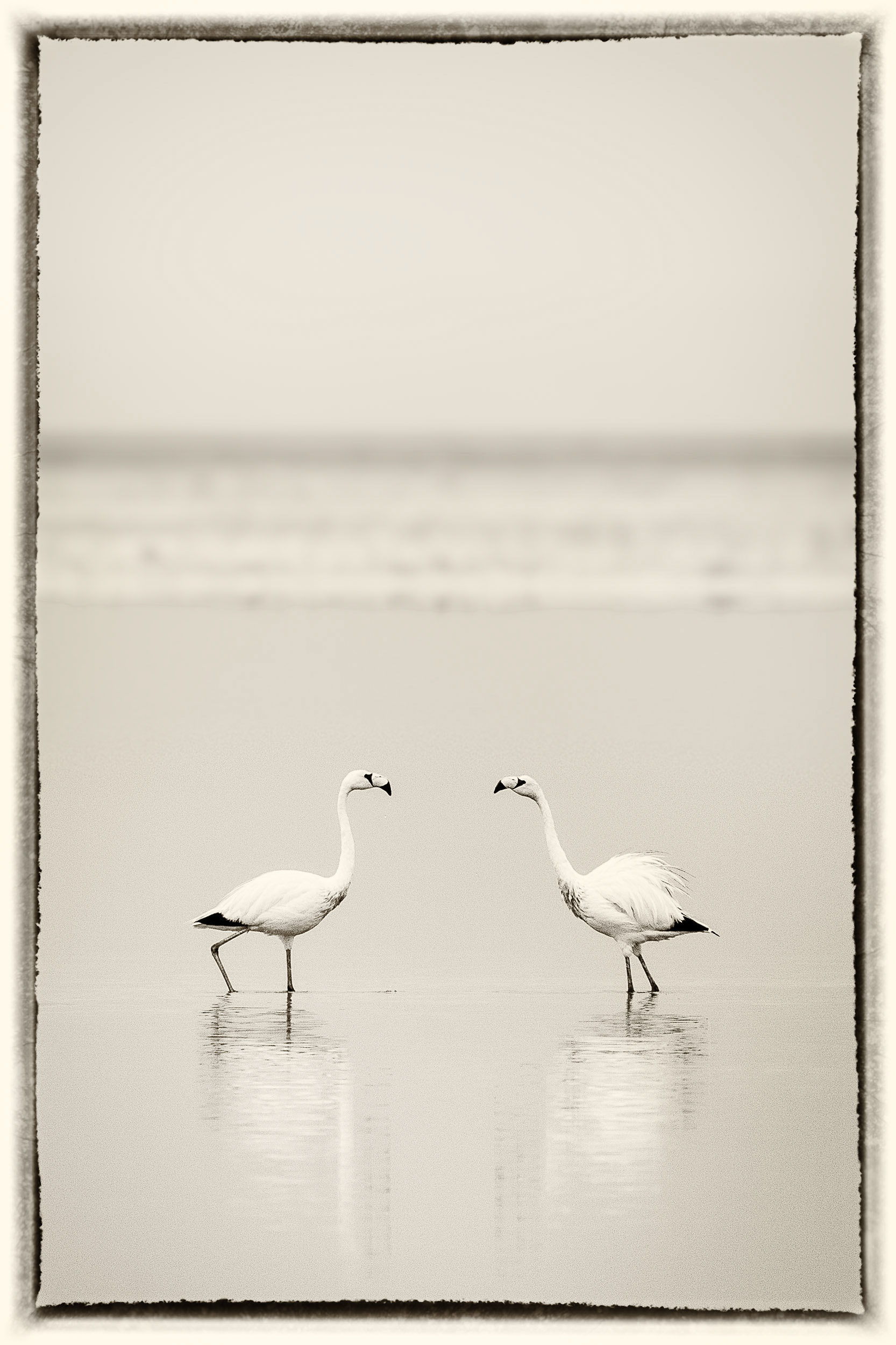3 Flamand rose