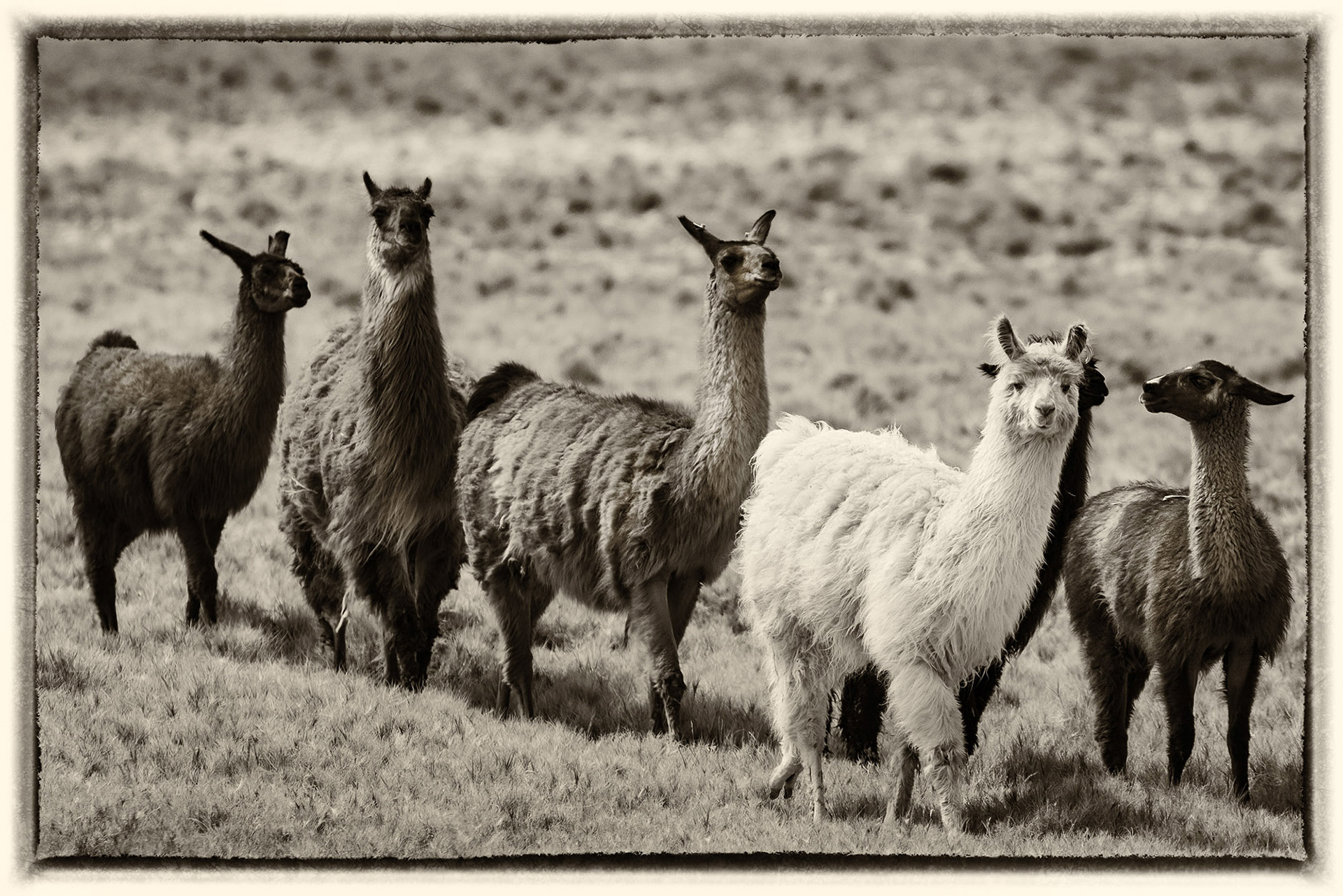 10 Lama