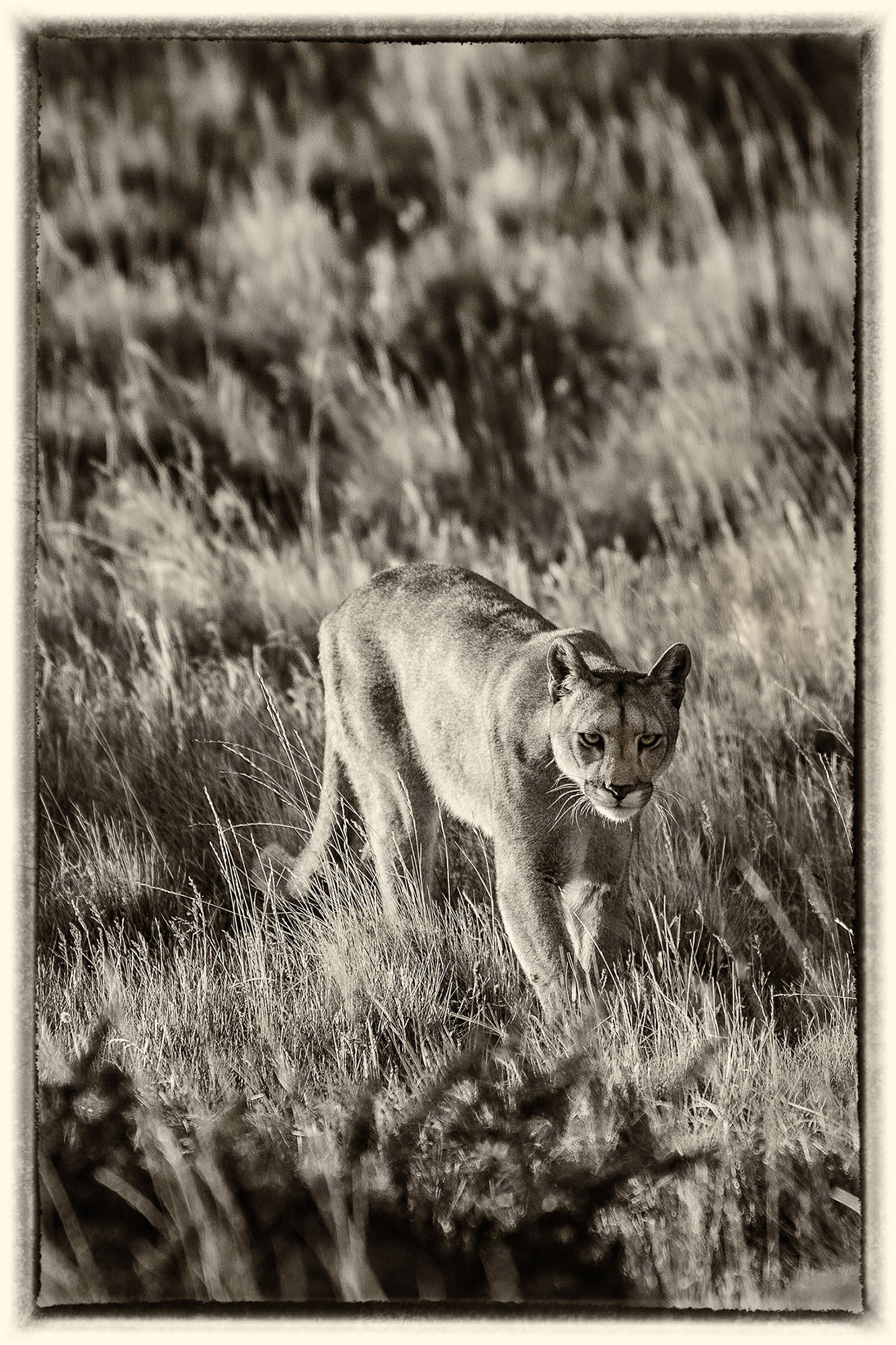 29 Puma